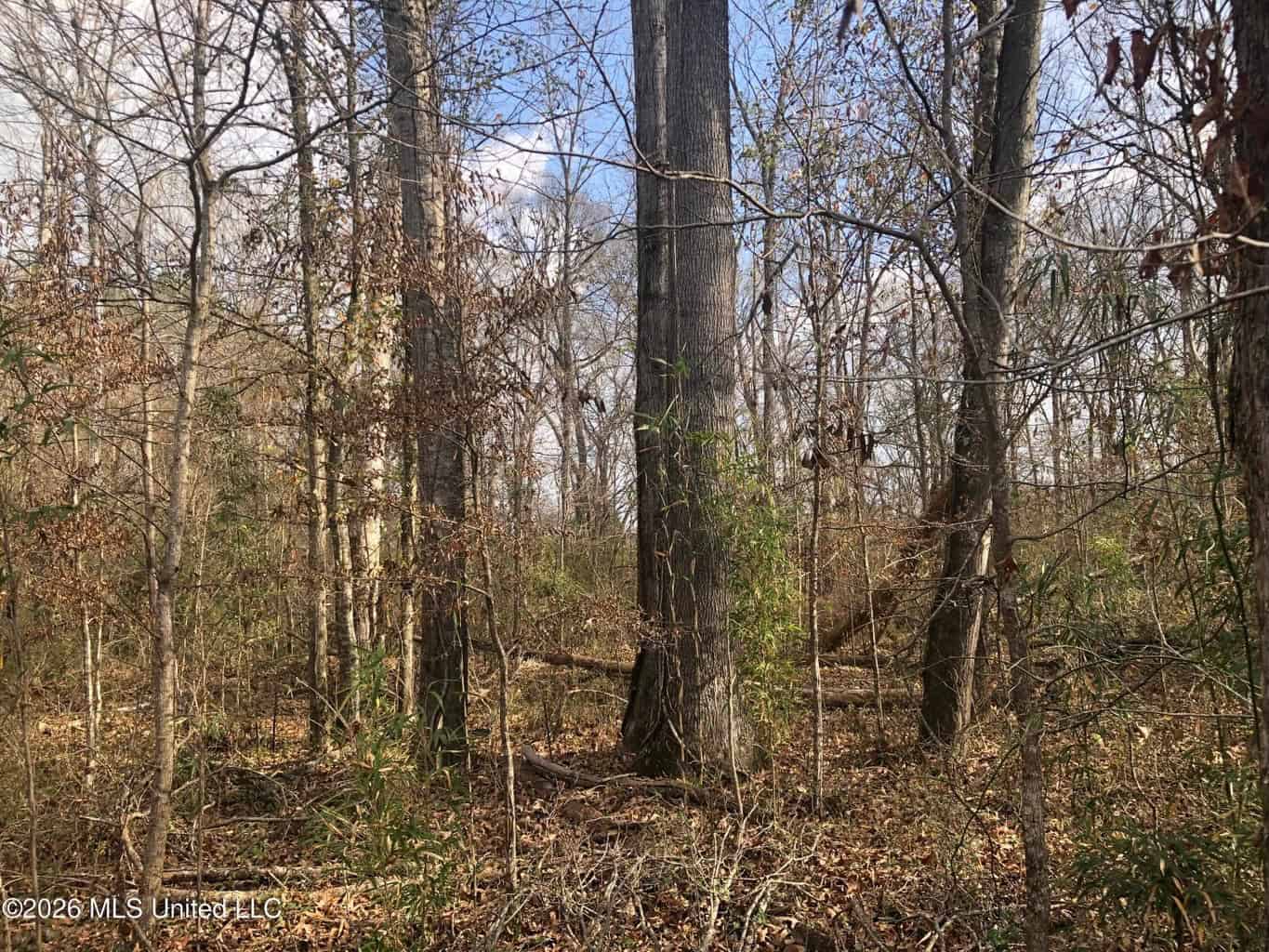 88.5 acres Hunting & Timber Land for Sale in Utica, Ms