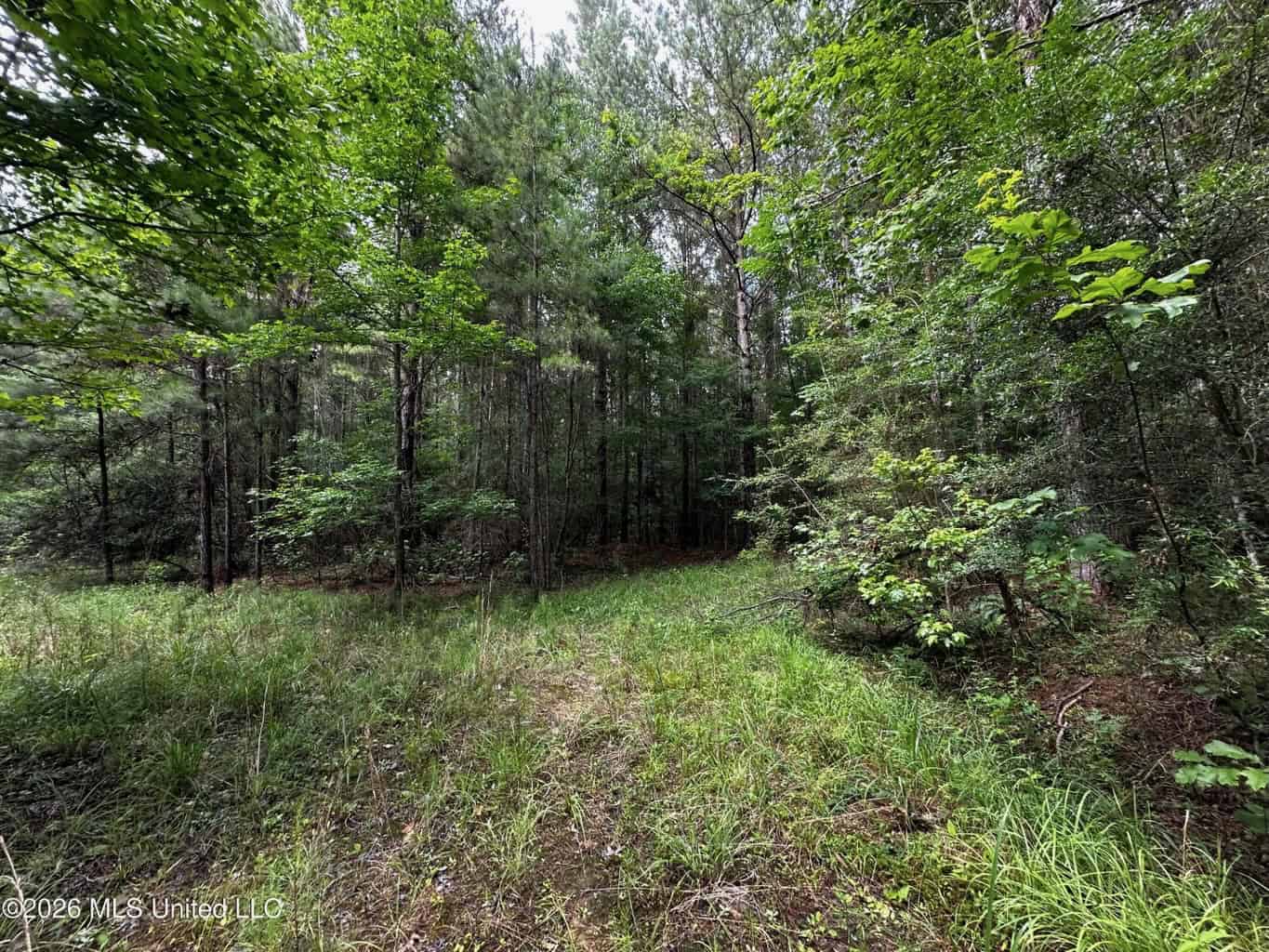 155 Acres Hunting Land for Sale in Centreville, MS