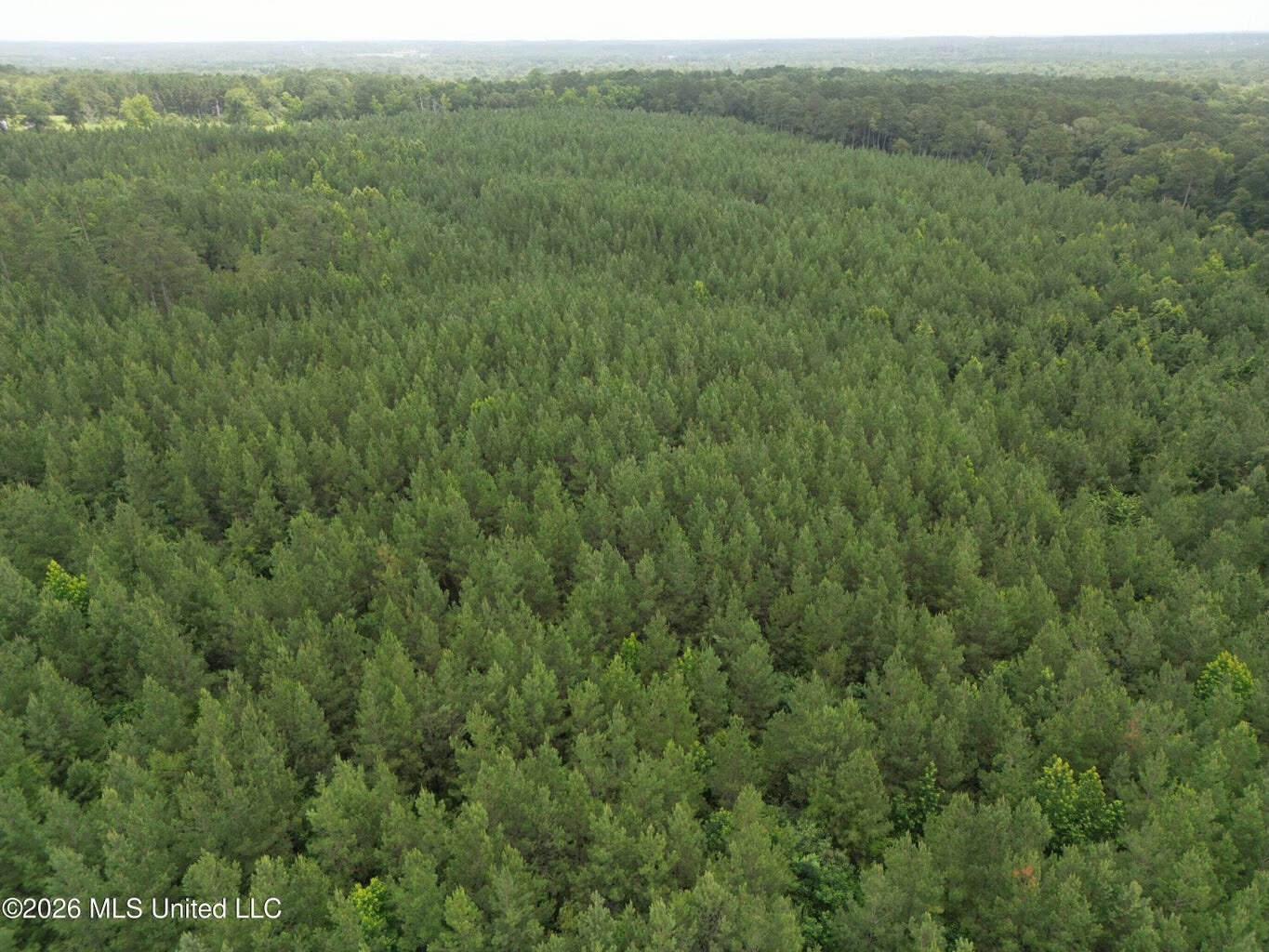 70+- Acres of Plantation Pines Pike County MS