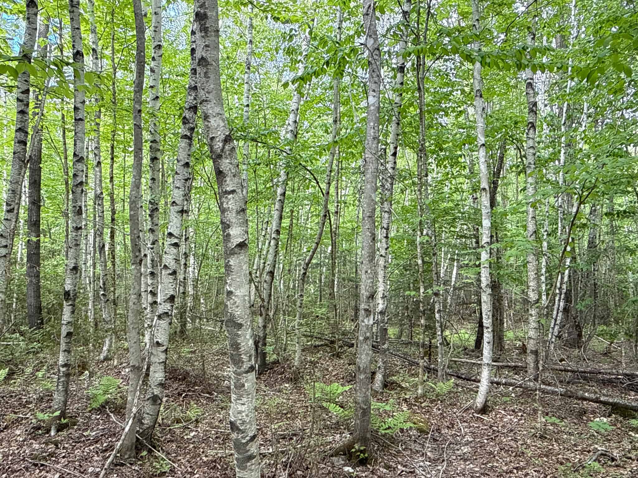 46 Acres of Maine Wilderness with Turnkey Off-Grid Cabin & Garage