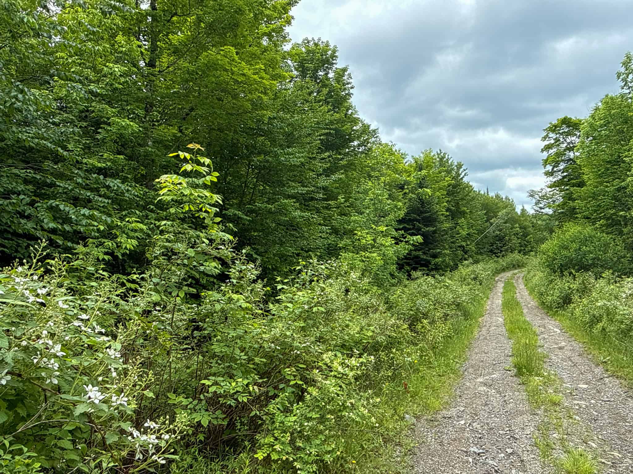 Large Acreage Maine Land for Sale Near West Grand Lake Chain