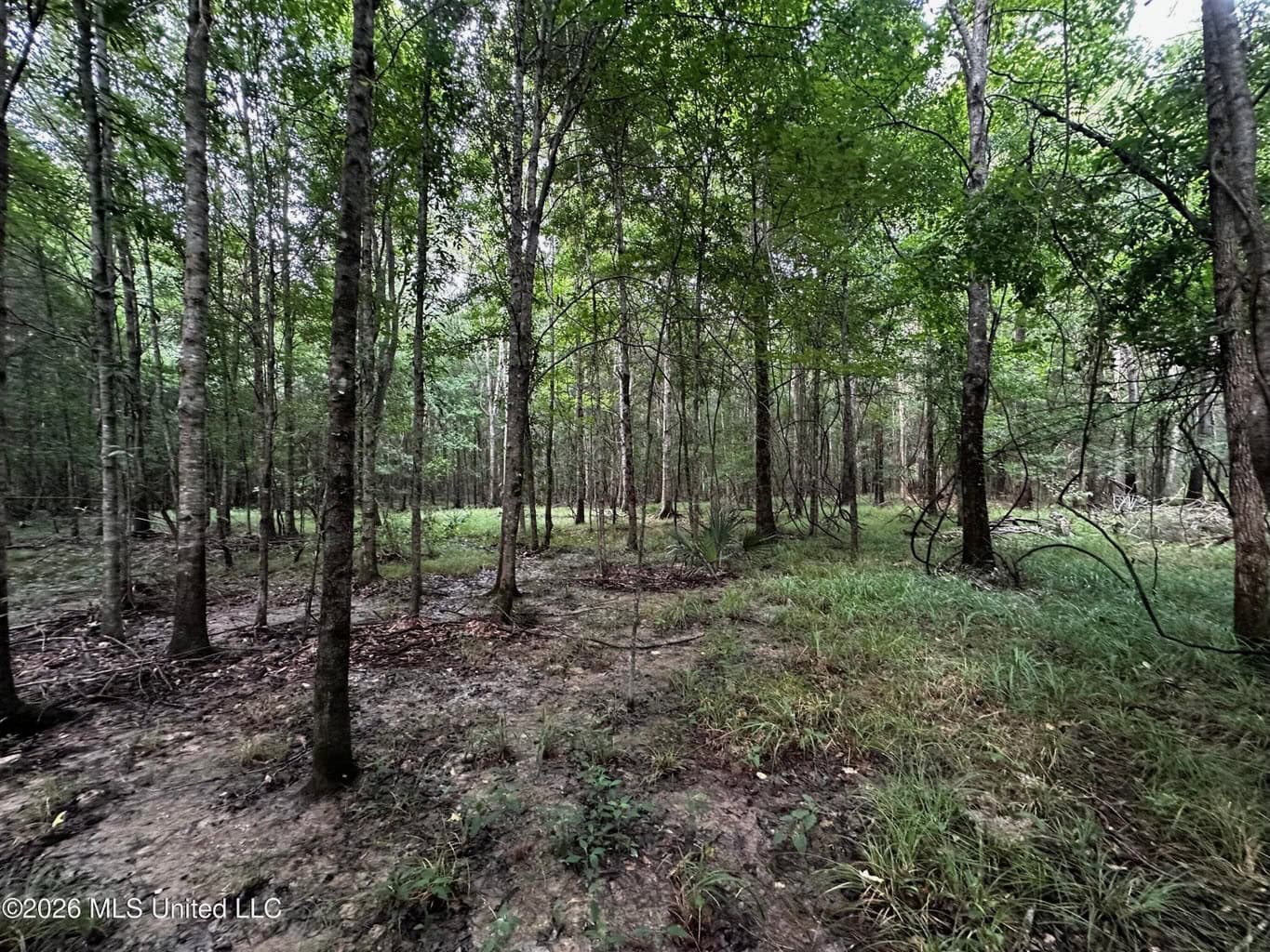 155 Acres Hunting Land for Sale in Centreville, MS