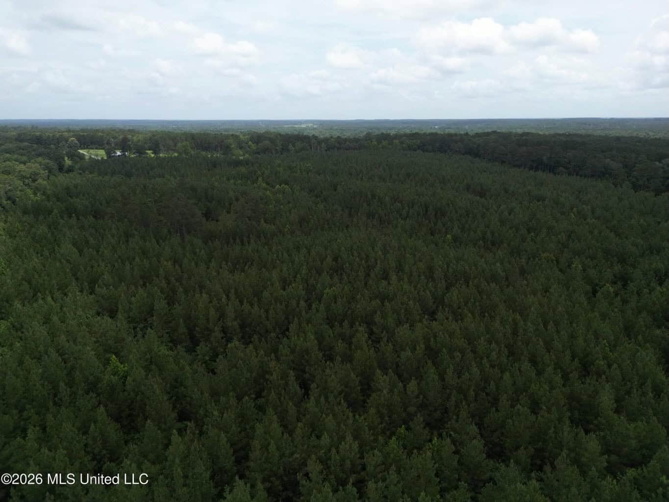 70+- Acres of Plantation Pines Pike County MS