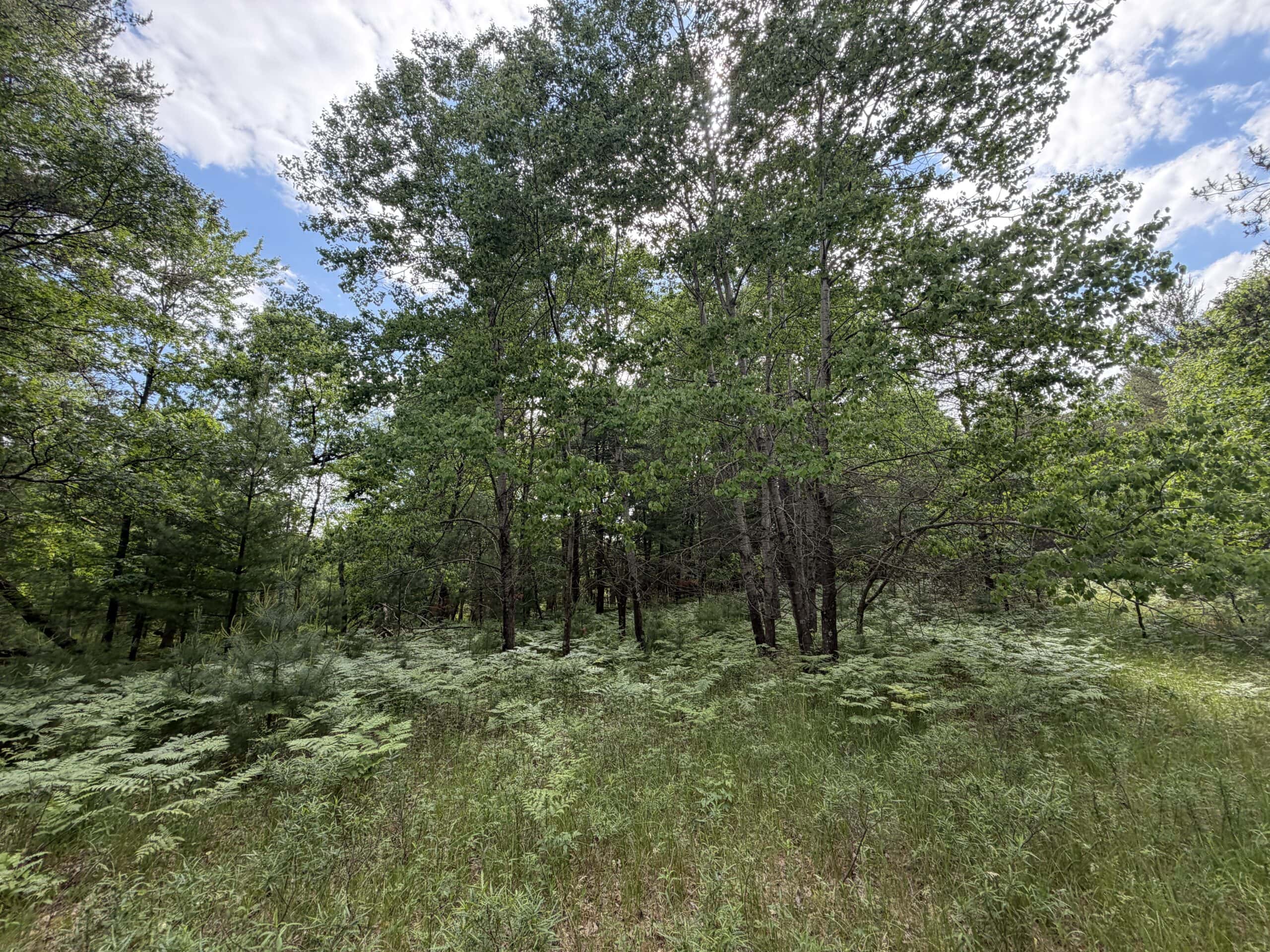 Forty acres in Adams County located in the Town of Strongs Prairie