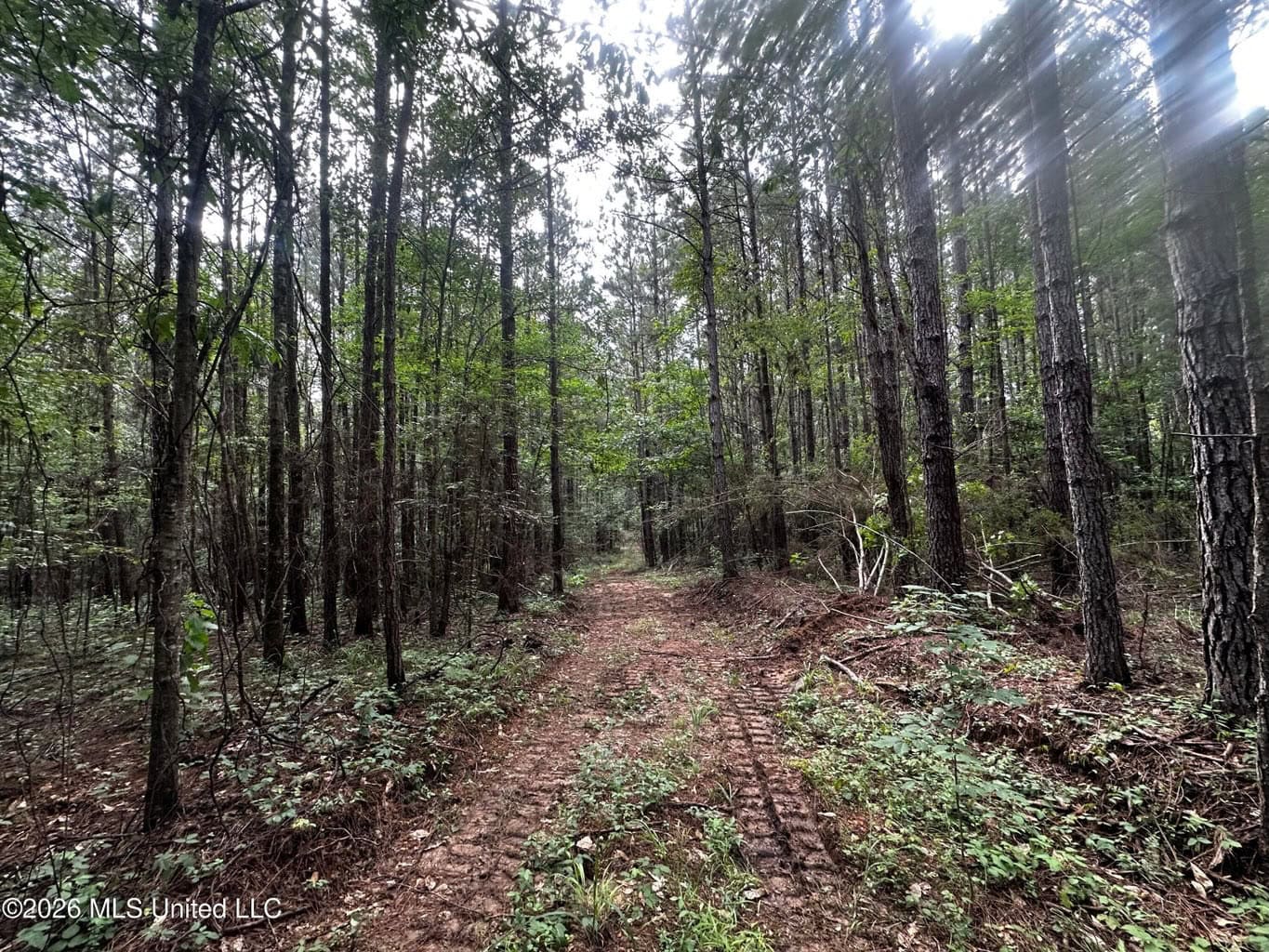 155 Acres Hunting Land for Sale in Centreville, MS