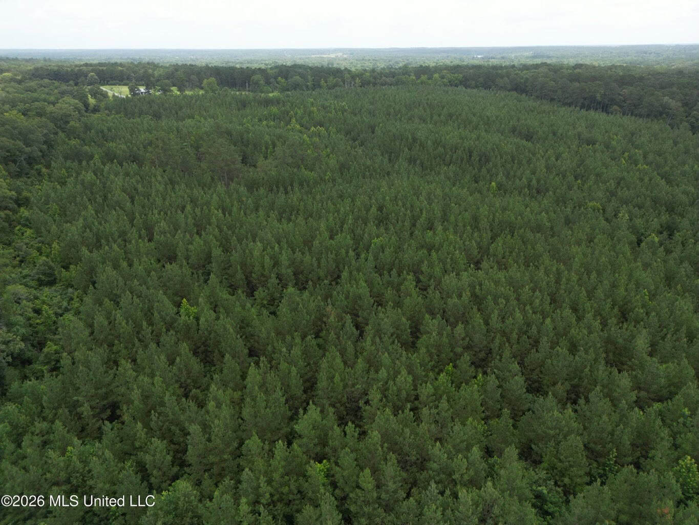 70+- Acres of Plantation Pines Pike County MS