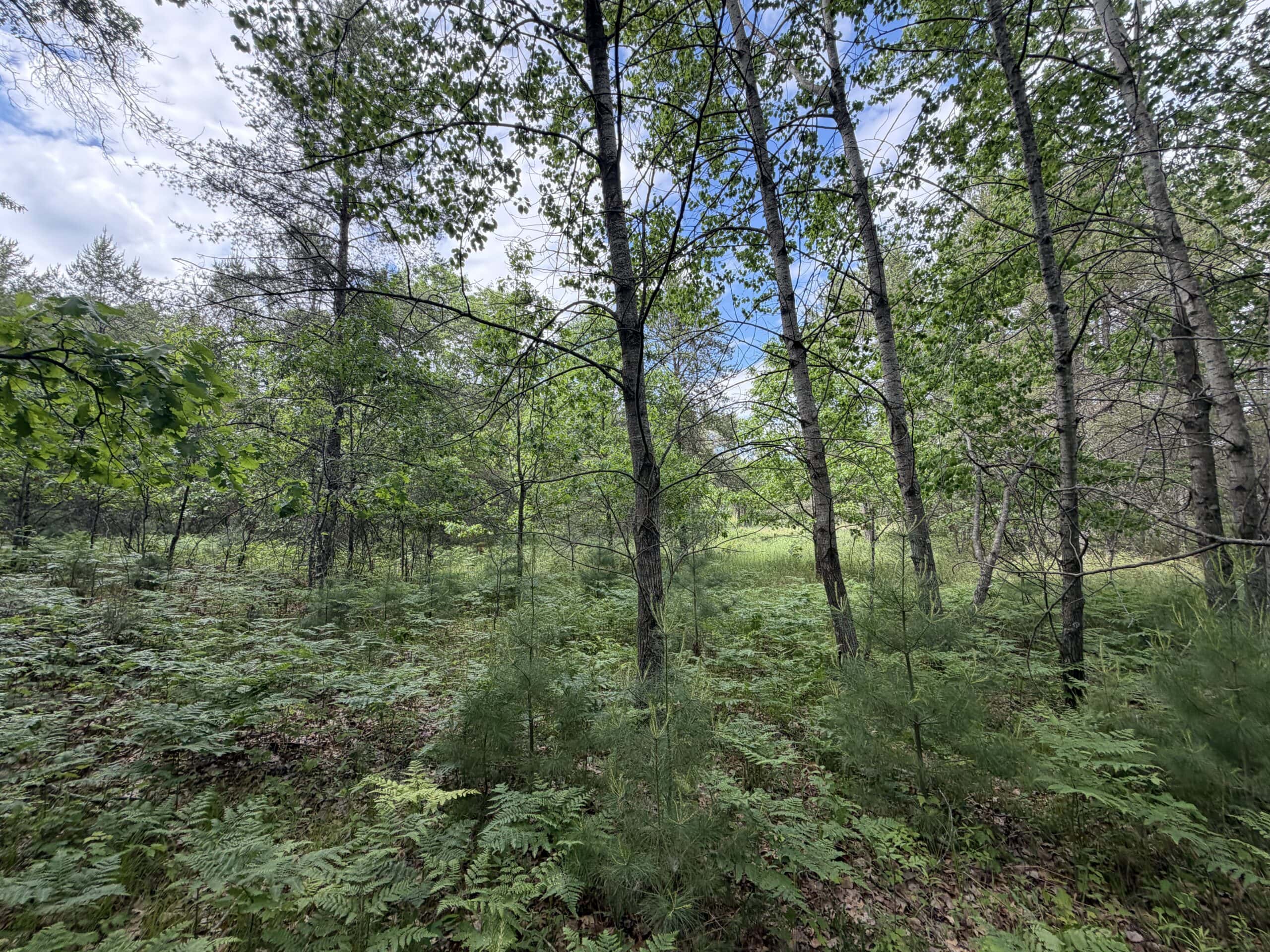 Forty acres in Adams County located in the Town of Strongs Prairie