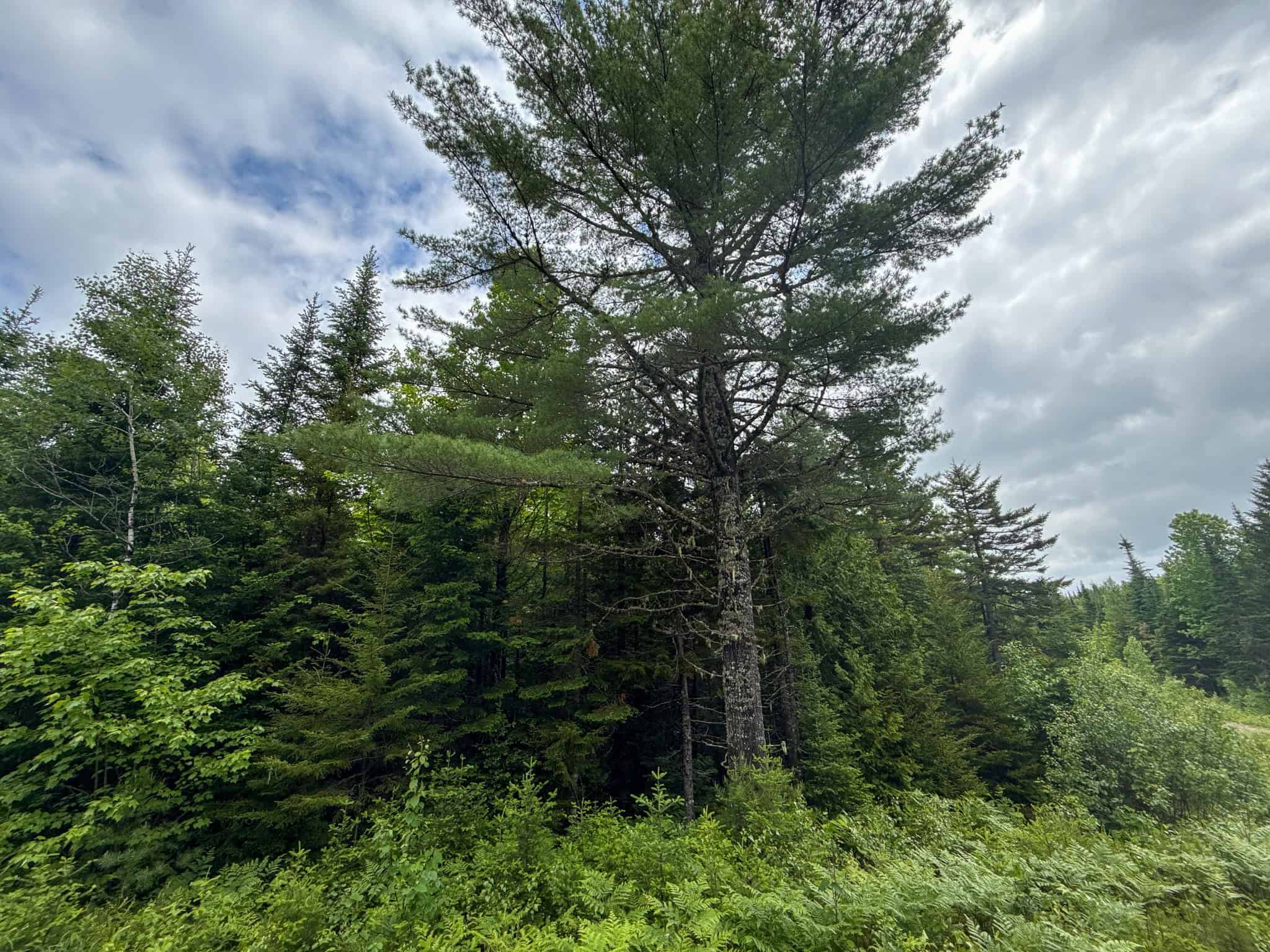 Large Acreage Maine Land for Sale Near West Grand Lake Chain