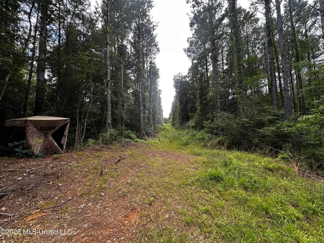 155 Acres Hunting Land for Sale in Centreville, MS