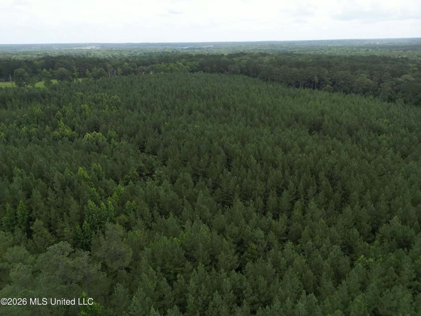 70+- Acres of Plantation Pines Pike County MS