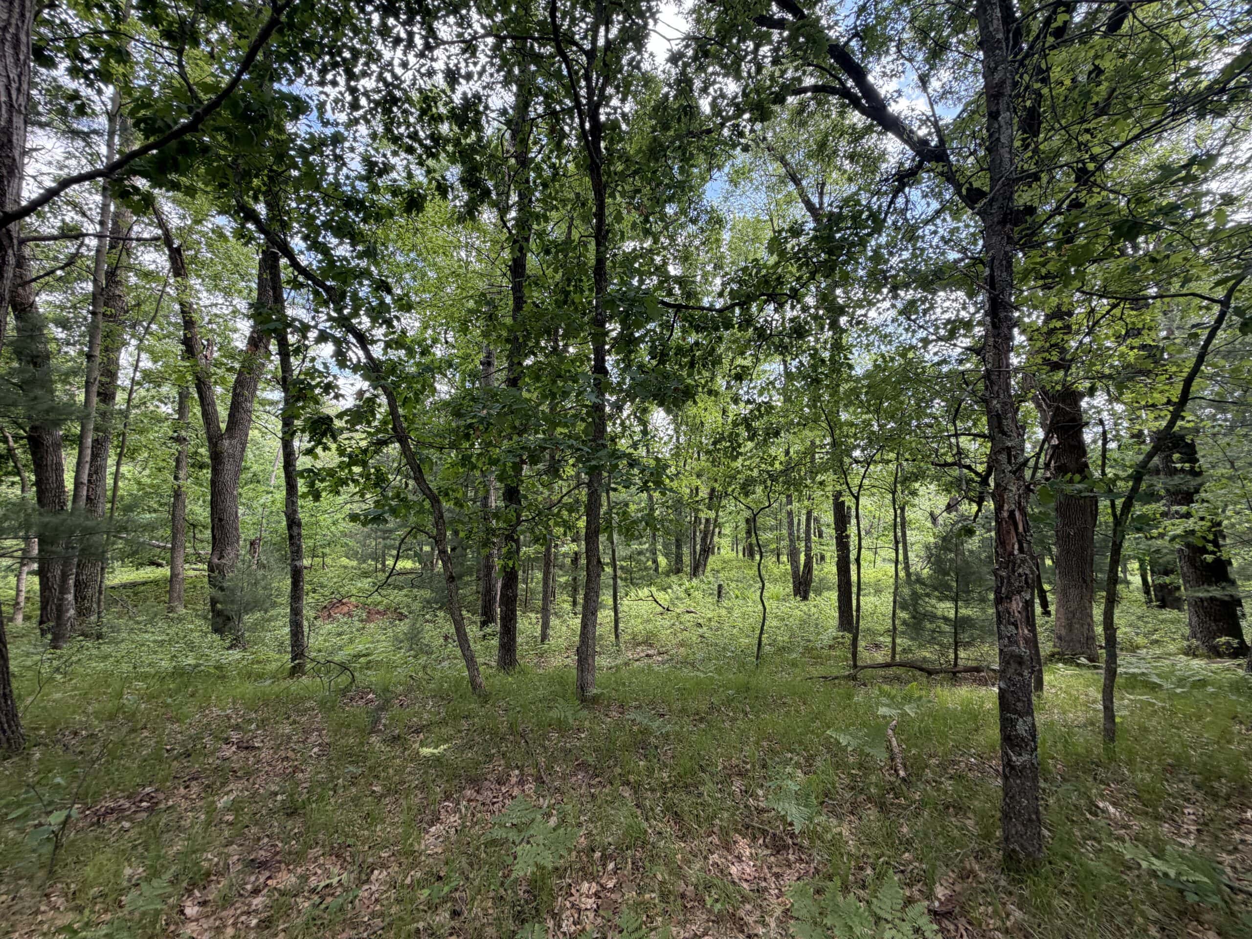 Forty acres in Adams County located in the Town of Strongs Prairie