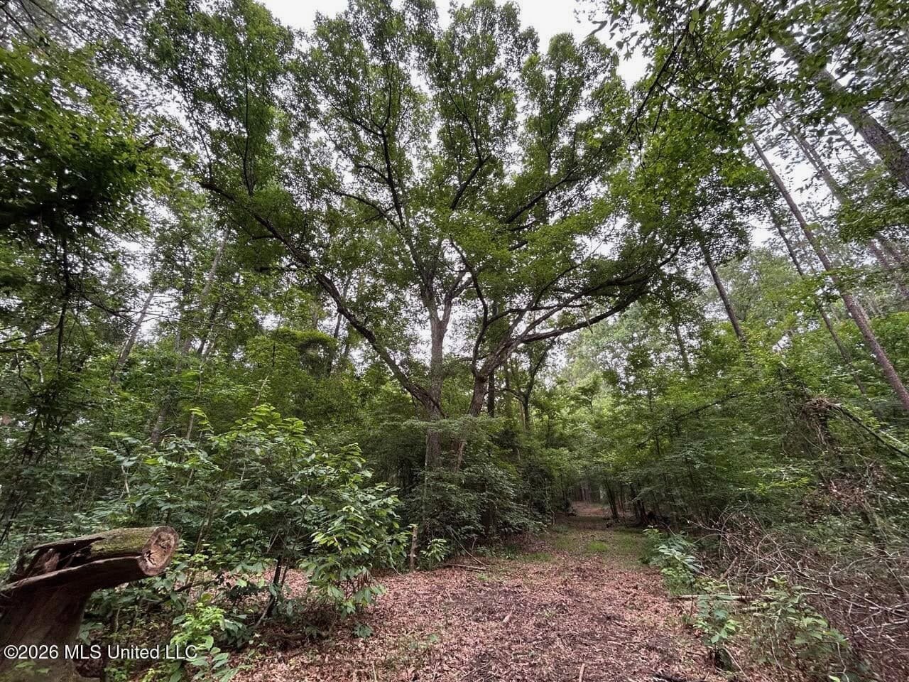 120± Acres for Sale in Osyka, MS on Tickfaw River