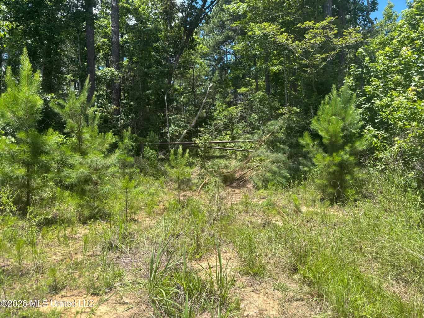 Wilkinson County MS Hunting Land for Sale
