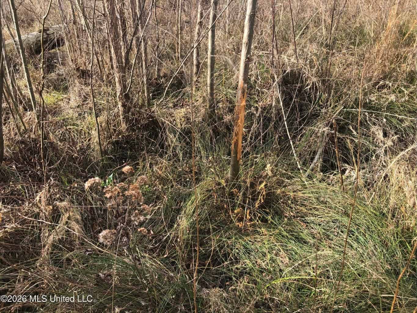 88.5 acres Hunting & Timber Land for Sale in Utica, Ms