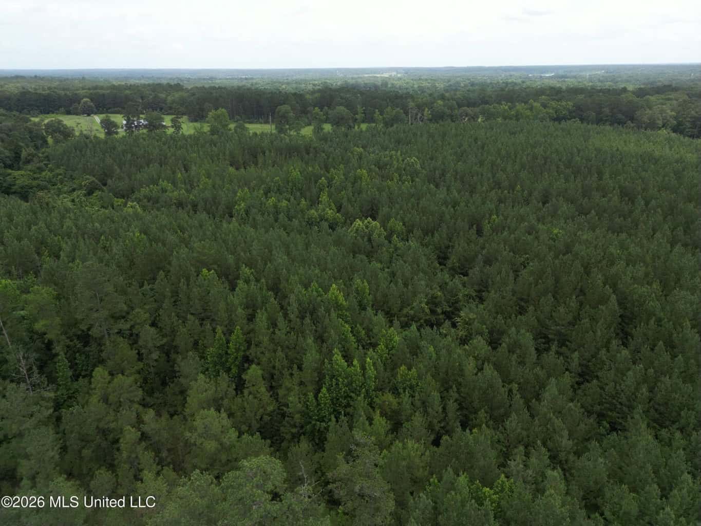 70+- Acres of Plantation Pines Pike County MS