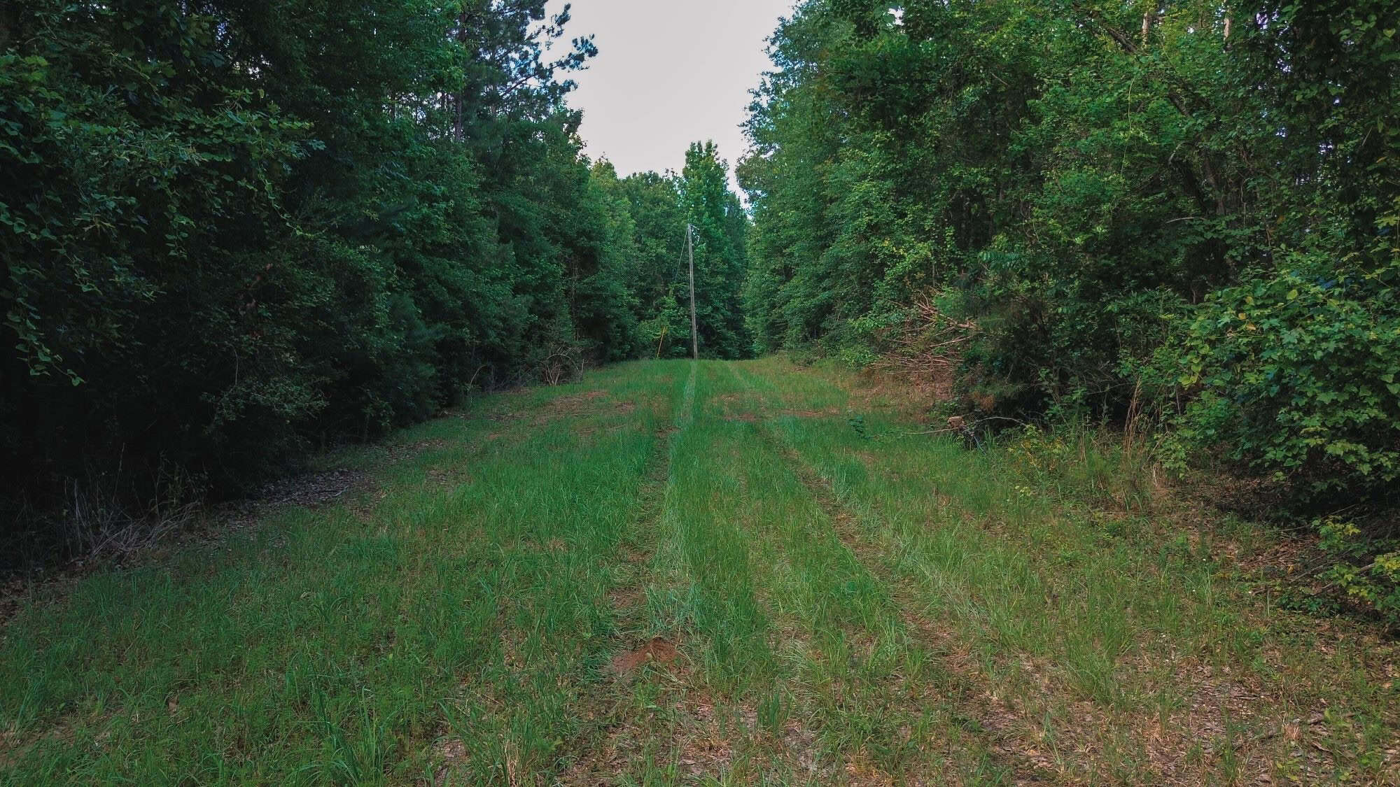 Weston 53 – Timber & Hunting Land in Louisiana