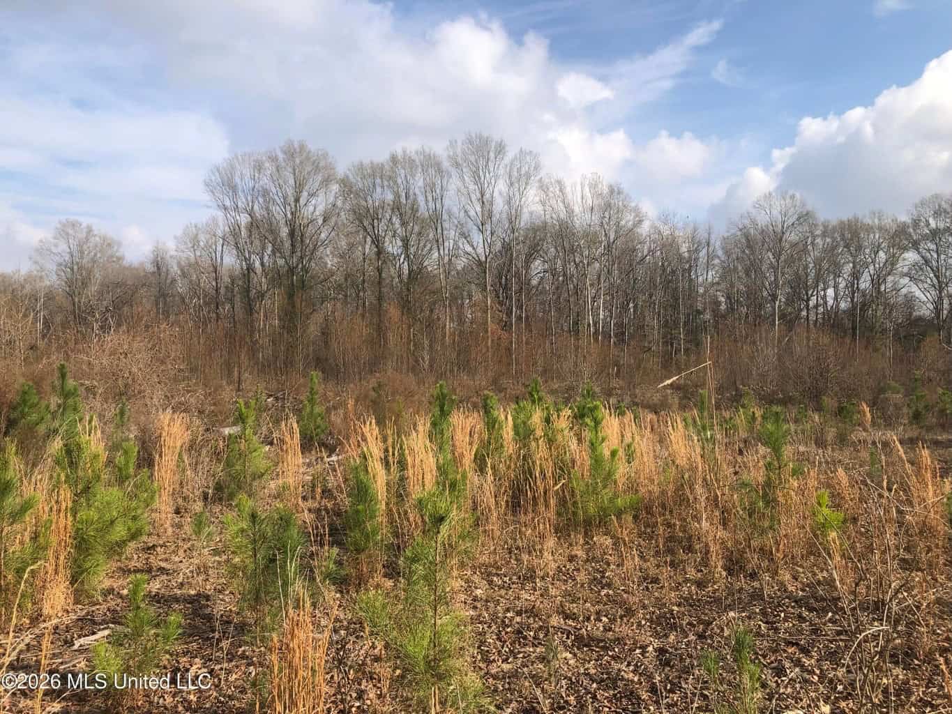 88.5 acres Hunting & Timber Land for Sale in Utica, Ms