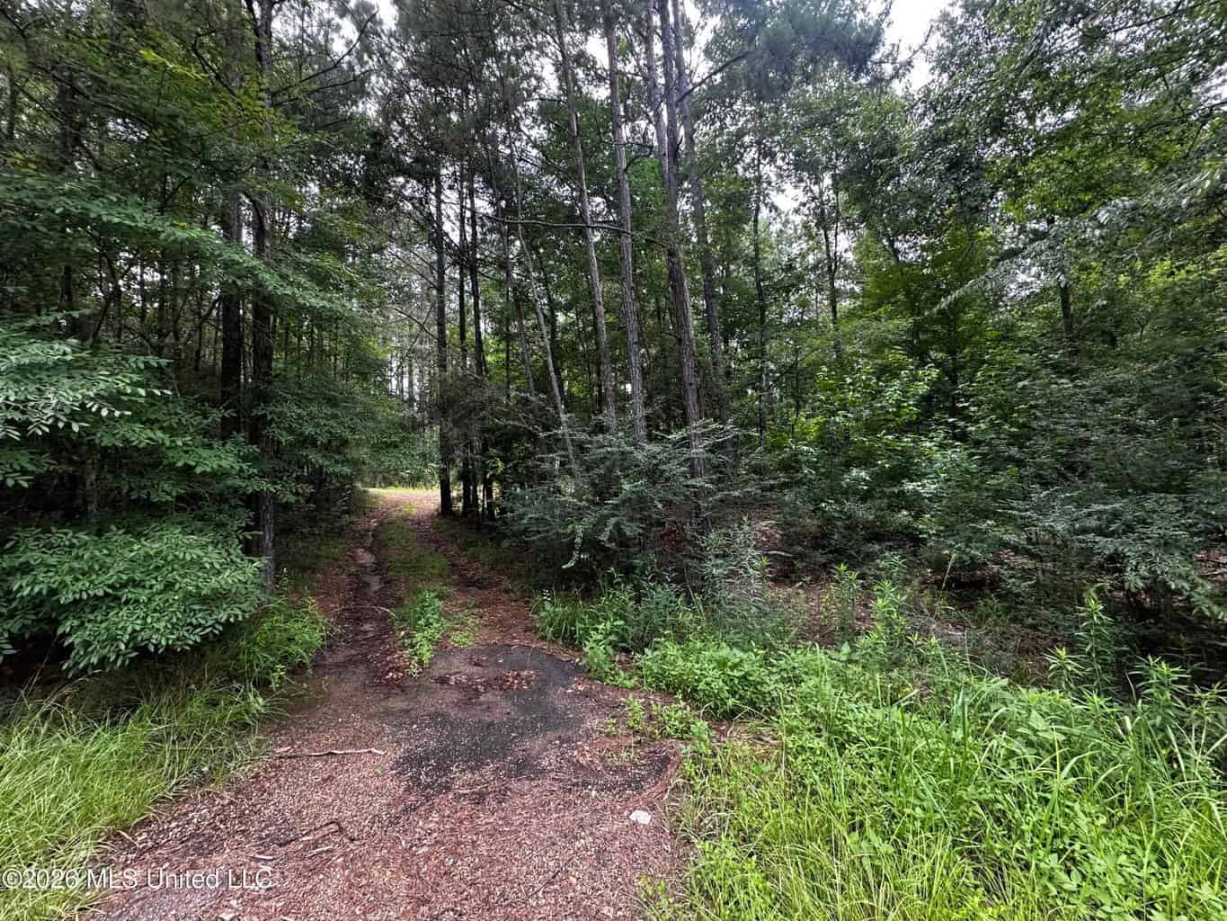 155 Acres Hunting Land for Sale in Centreville, MS