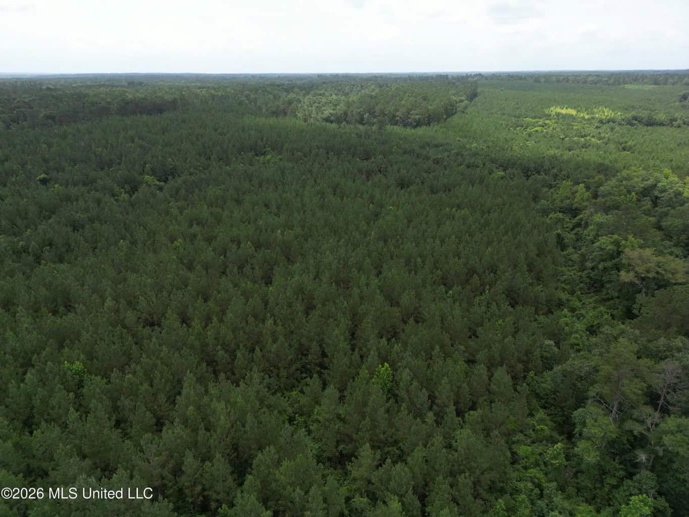 70+- Acres of Plantation Pines Pike County MS