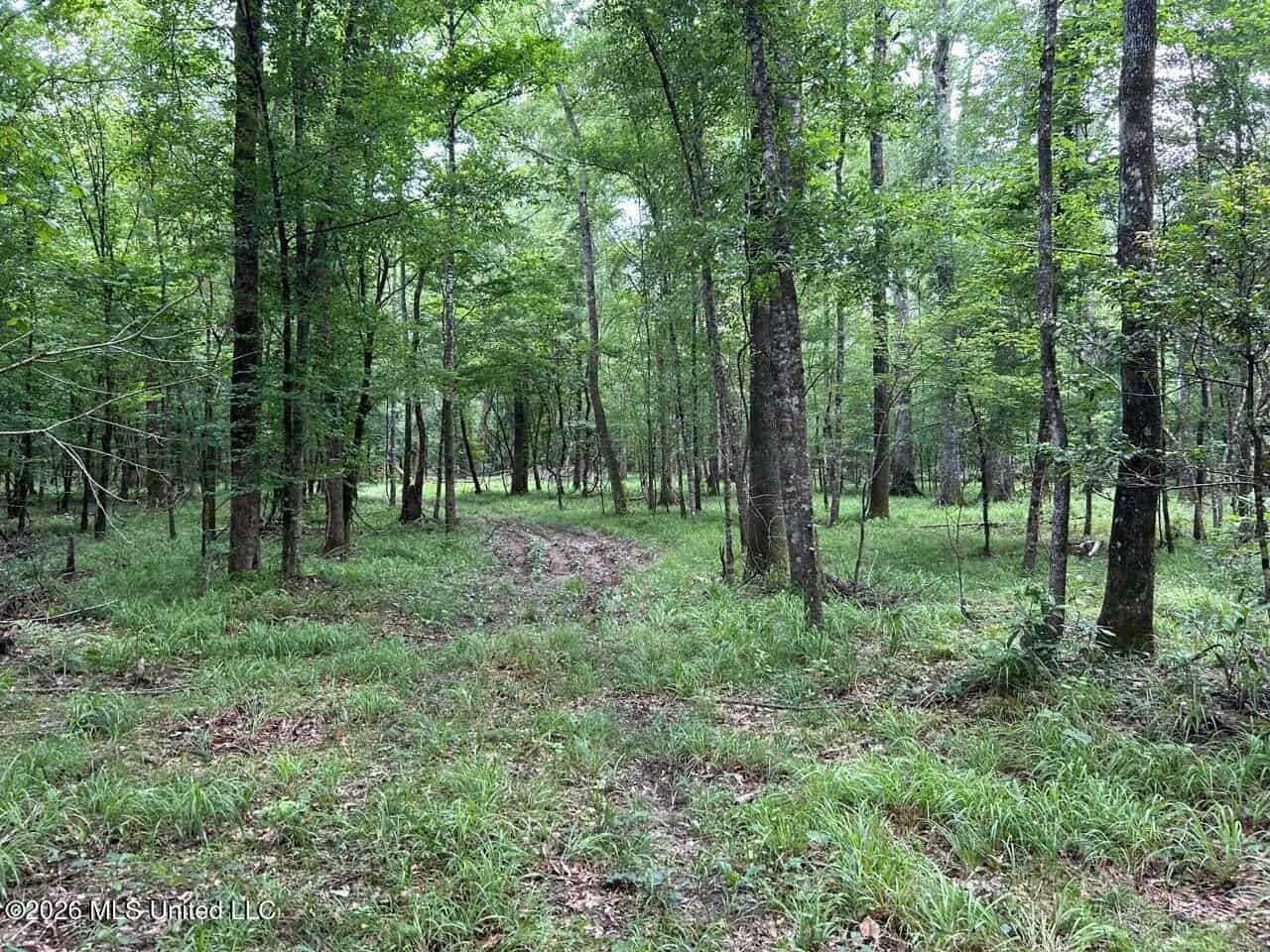 120± Acres for Sale in Osyka, MS on Tickfaw River
