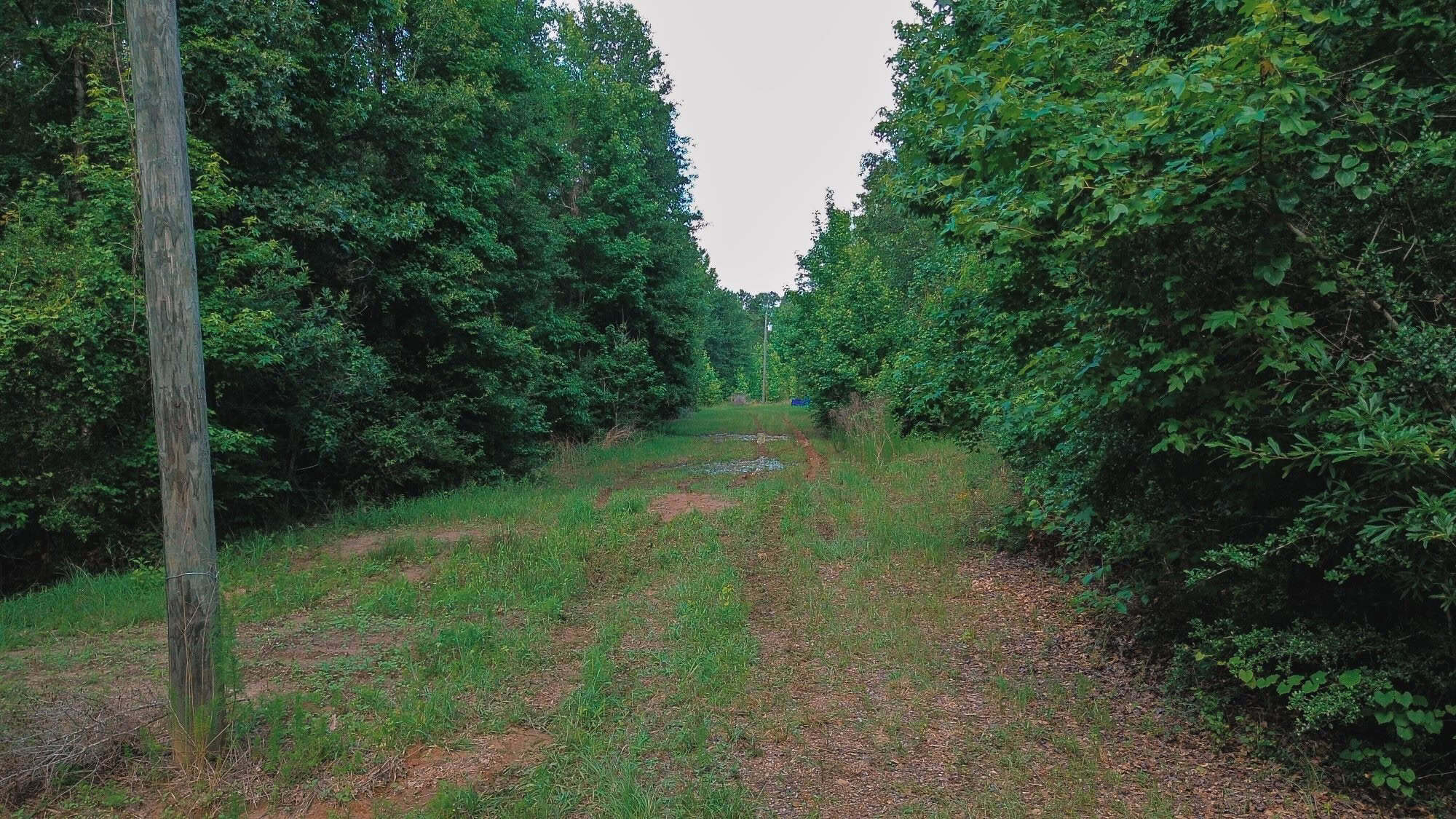 Weston 53 – Timber & Hunting Land in Louisiana