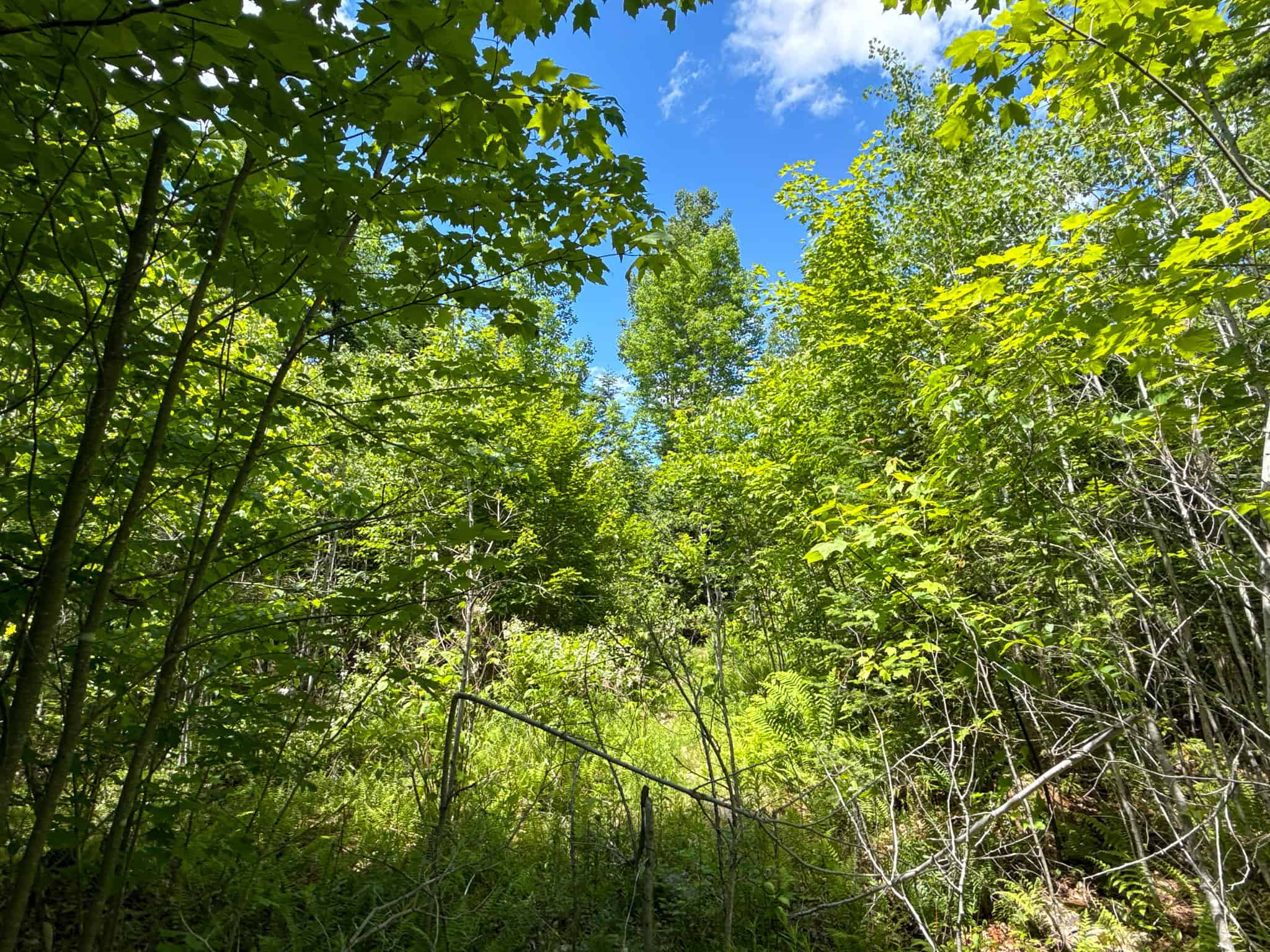 Large Acreage Maine Land for Sale Near West Grand Lake Chain