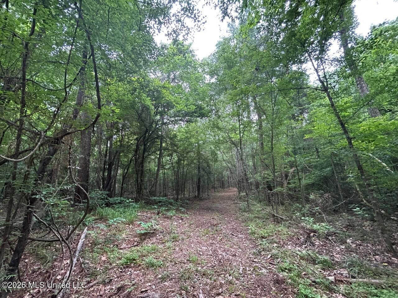 120± Acres for Sale in Osyka, MS on Tickfaw River