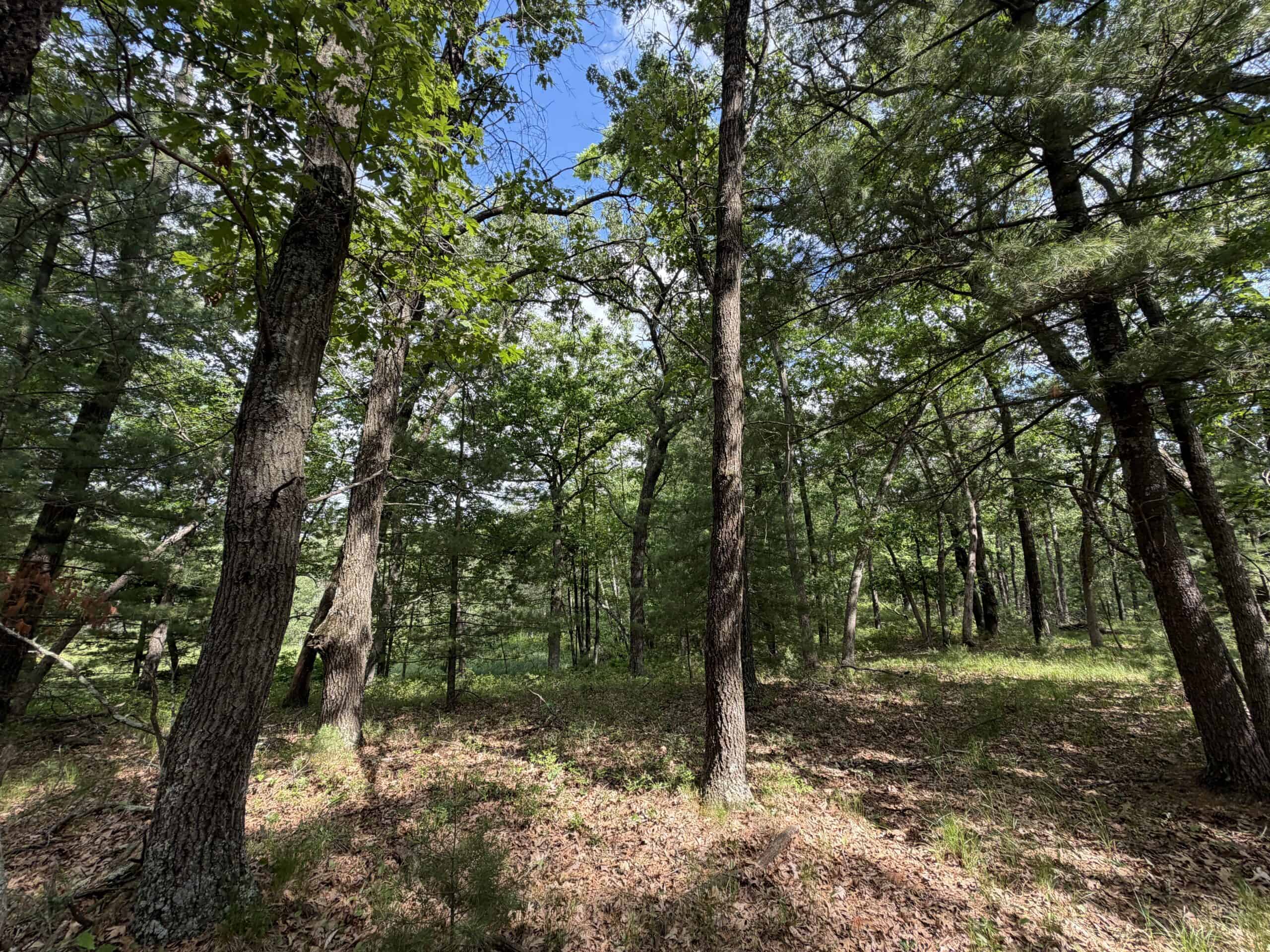Forty acres in Adams County located in the Town of Strongs Prairie