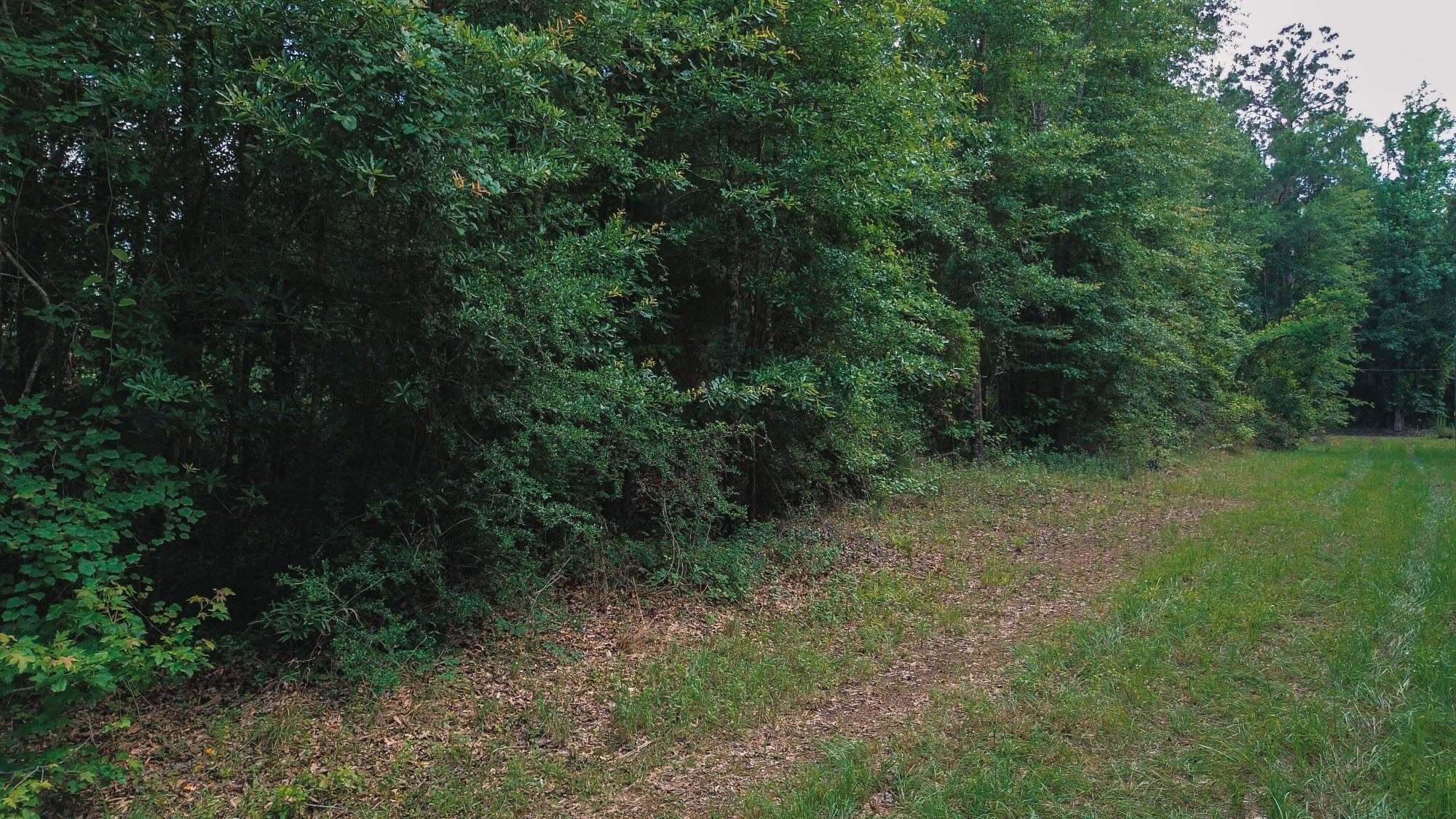 Weston 53 – Timber & Hunting Land in Louisiana