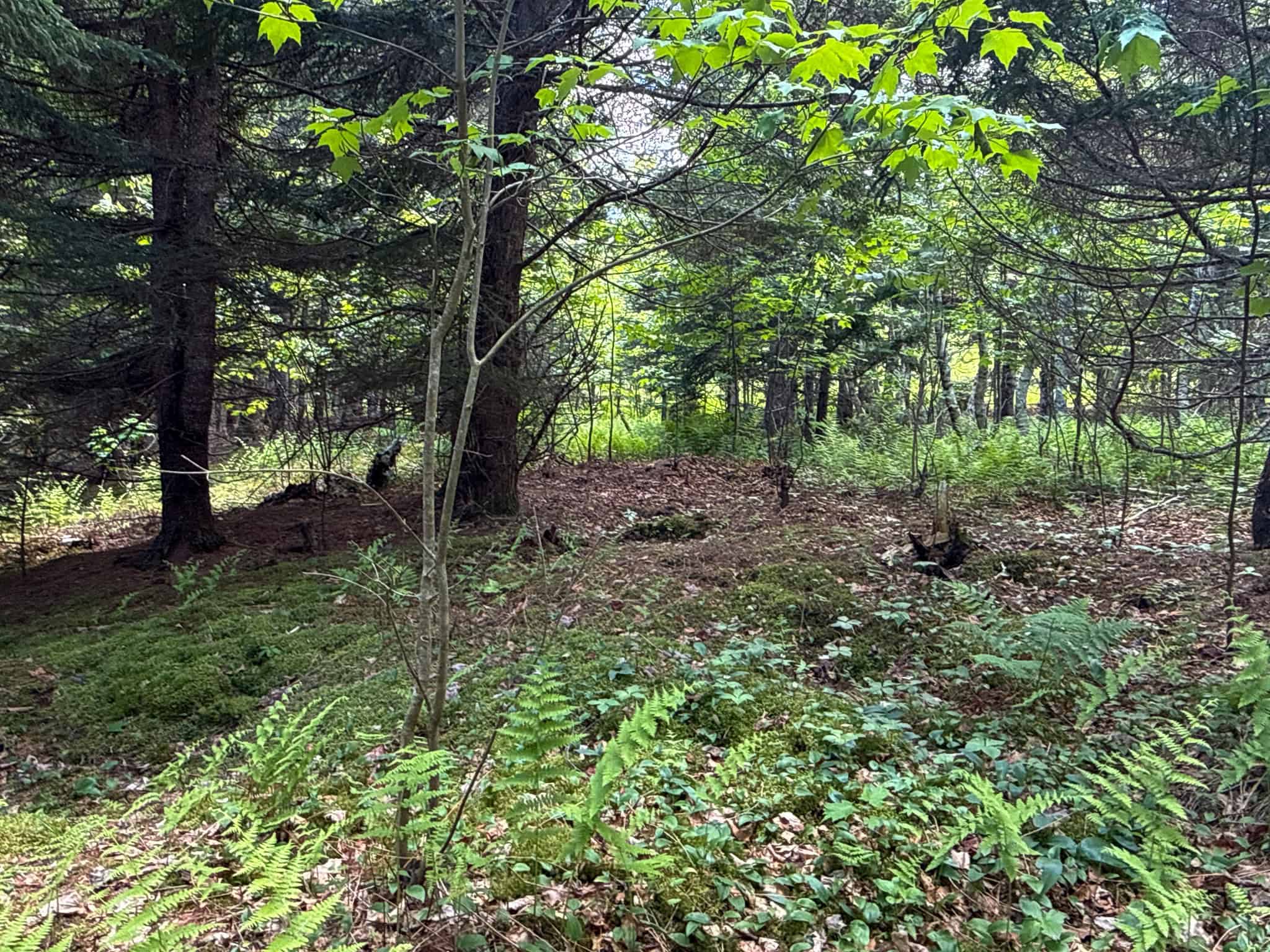 Large Acreage Maine Land for Sale Near West Grand Lake Chain