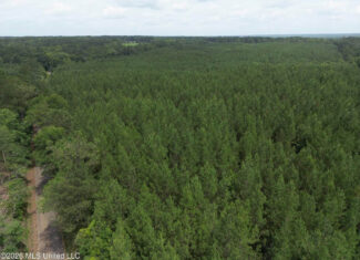 70+- Acres of Plantation Pines Pike County MS