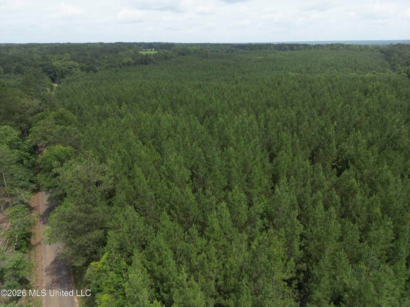 70+- Acres of Plantation Pines Pike County MS