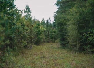 Weston 53 – Timber & Hunting Land in Louisiana
