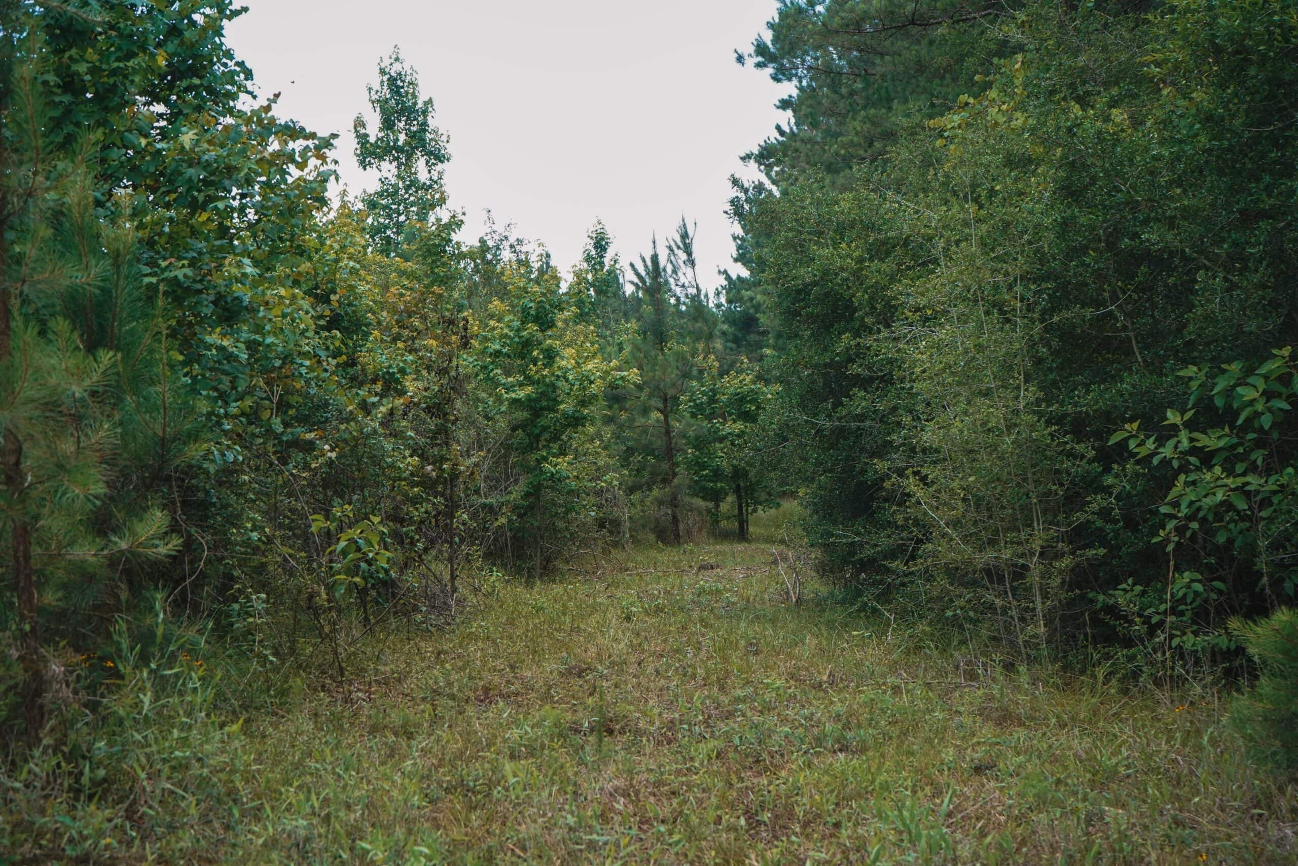 Weston 53 – Timber & Hunting Land in Louisiana