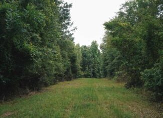 Weston 112 – Timber & Hunting Land in Jackson Parish, LA