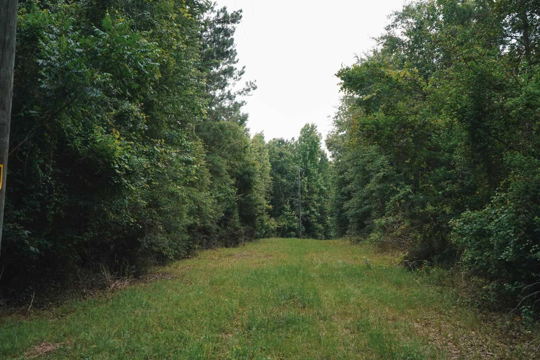 Weston 112 – Timber & Hunting Land in Jackson Parish, LA