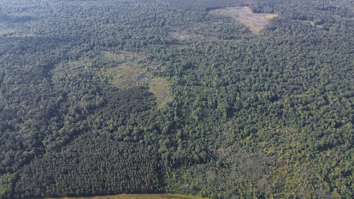 Chatham 72 – HARDWOOD TIMBER & HUNTING JACKSON PARISH LA