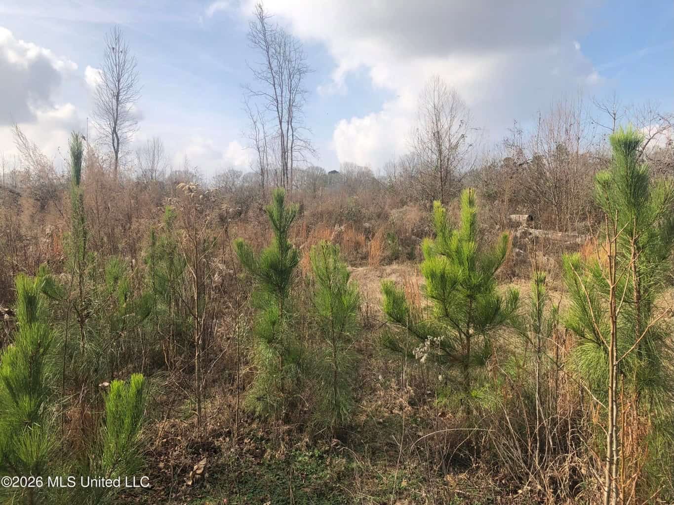 88.5 acres Hunting & Timber Land for Sale in Utica, Ms