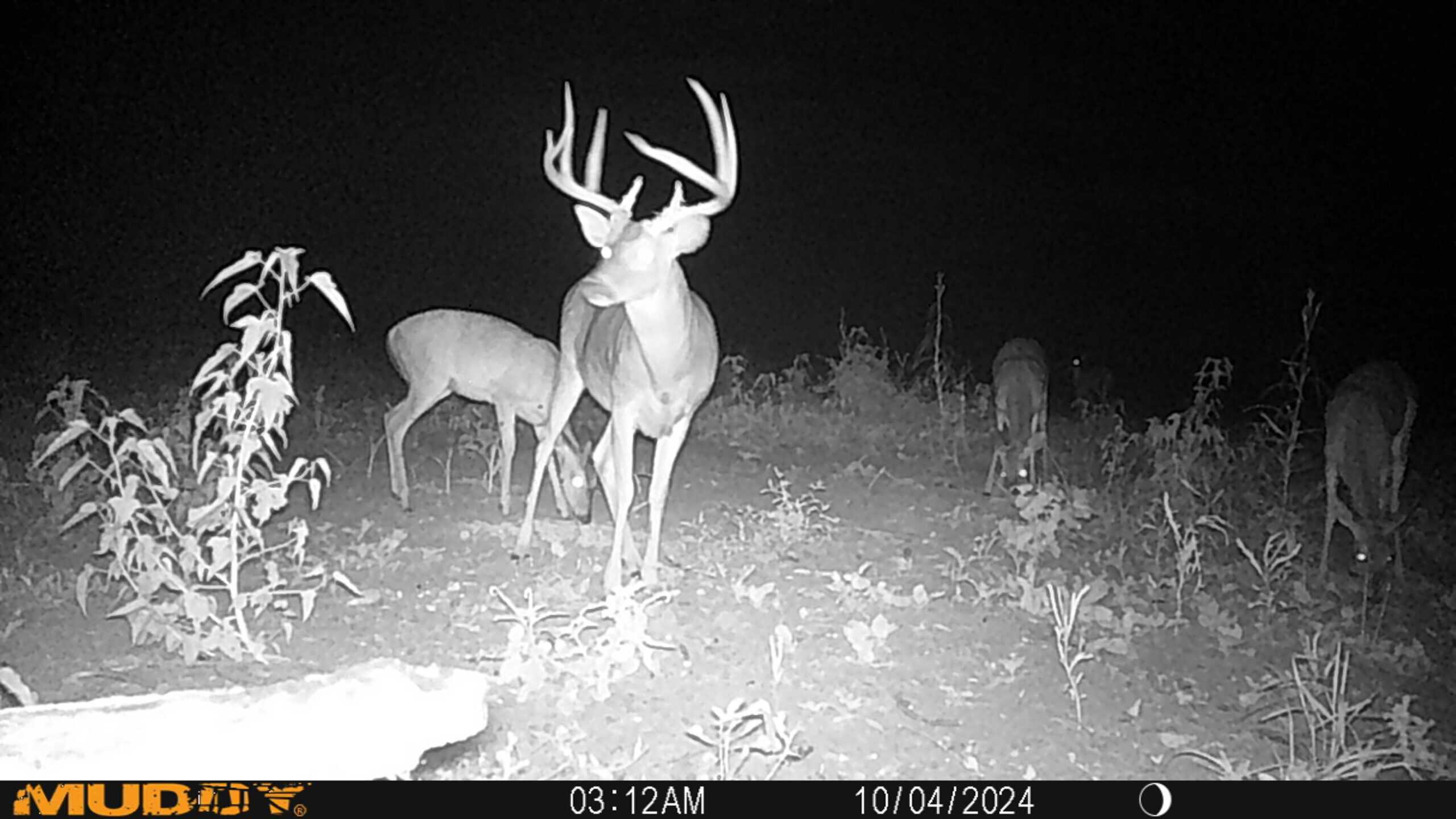 88 Acre Hunting Property – Wilkinson County, MS