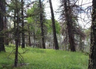 Mountain Land For Sale in Arrowhead Subdivision
