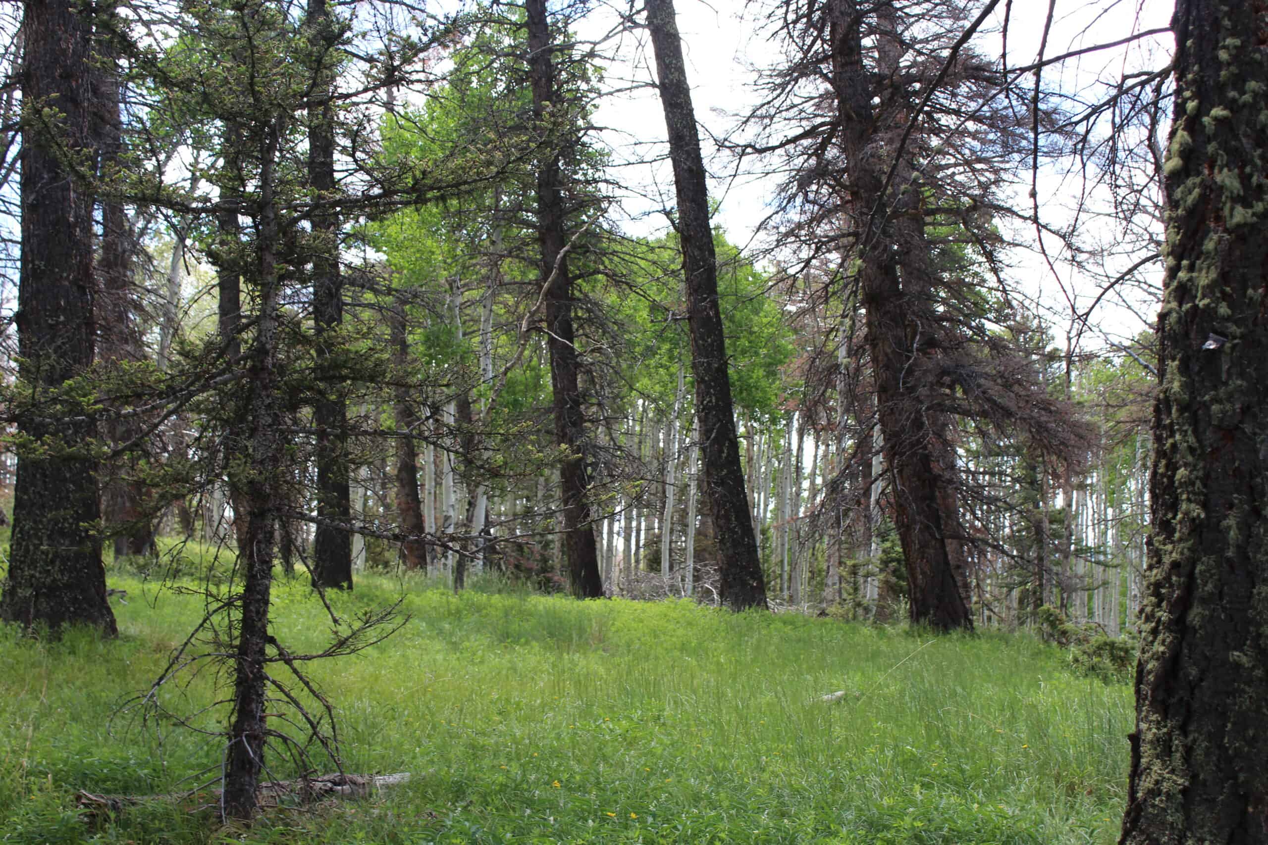 Mountain Land For Sale in Arrowhead Subdivision