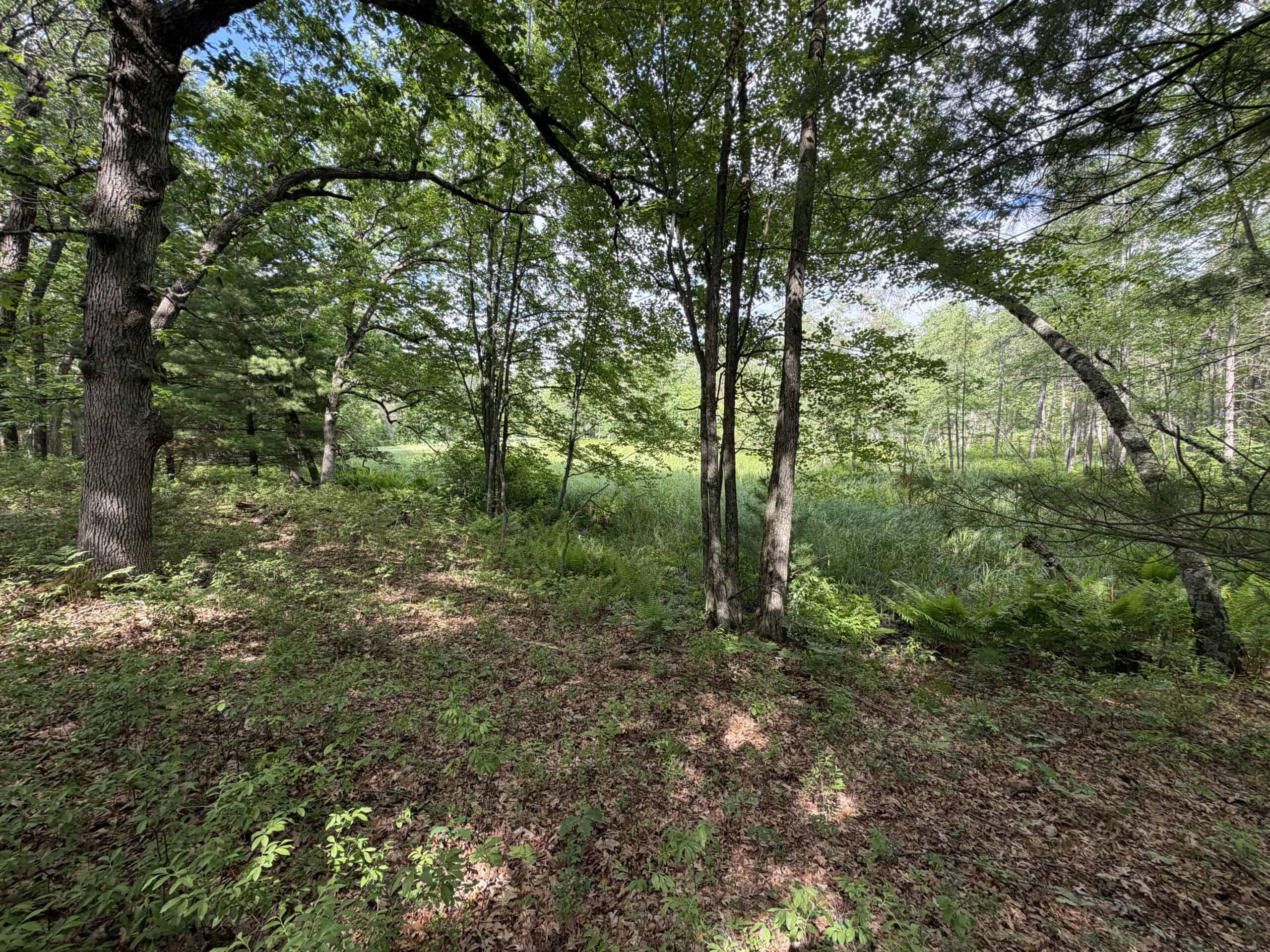 Forty acres in Adams County located in the Town of Strongs Prairie