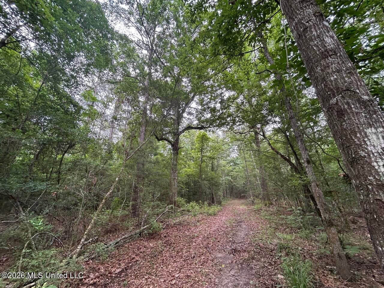 120± Acres for Sale in Osyka, MS on Tickfaw River