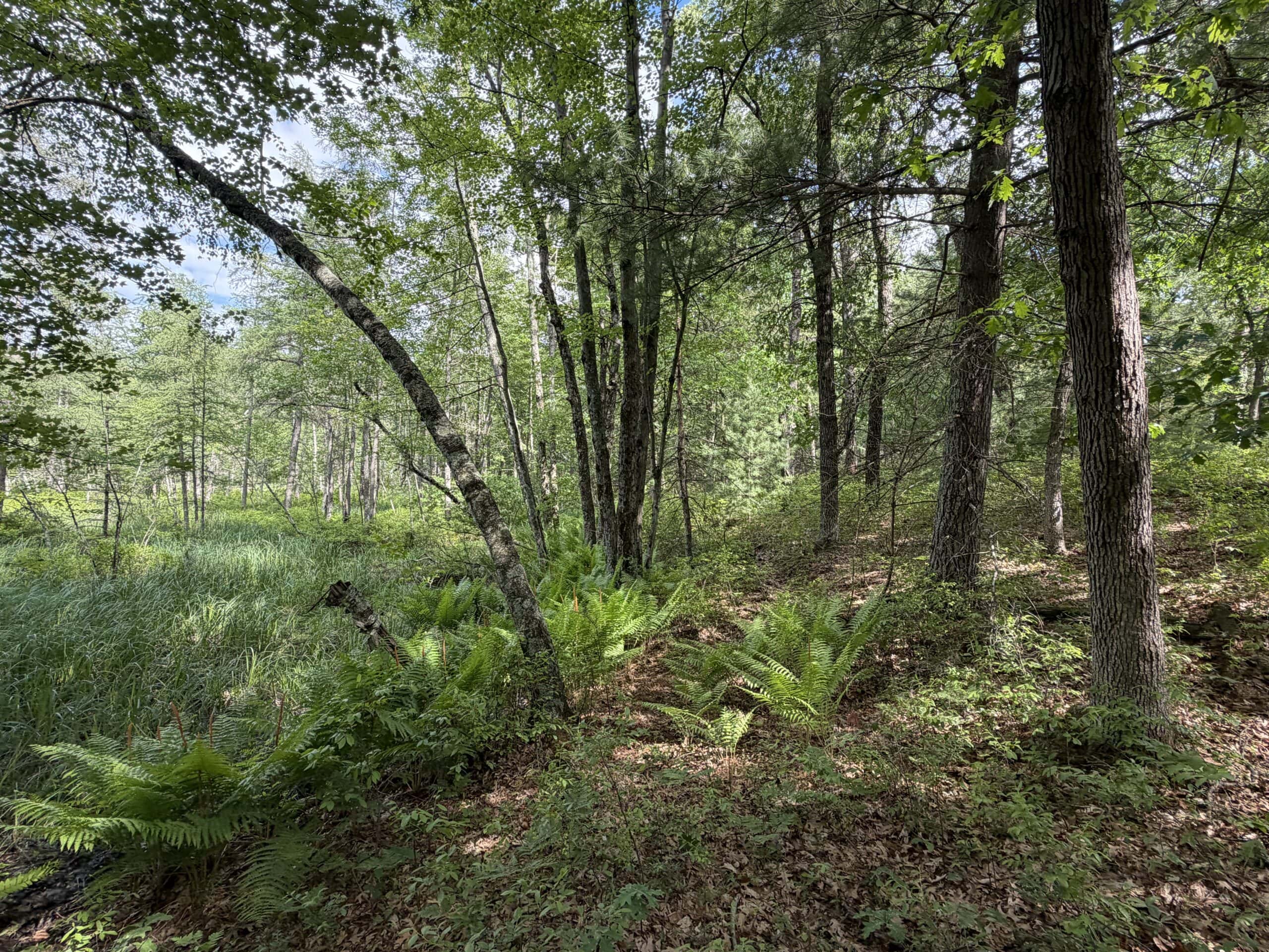 Forty acres in Adams County located in the Town of Strongs Prairie