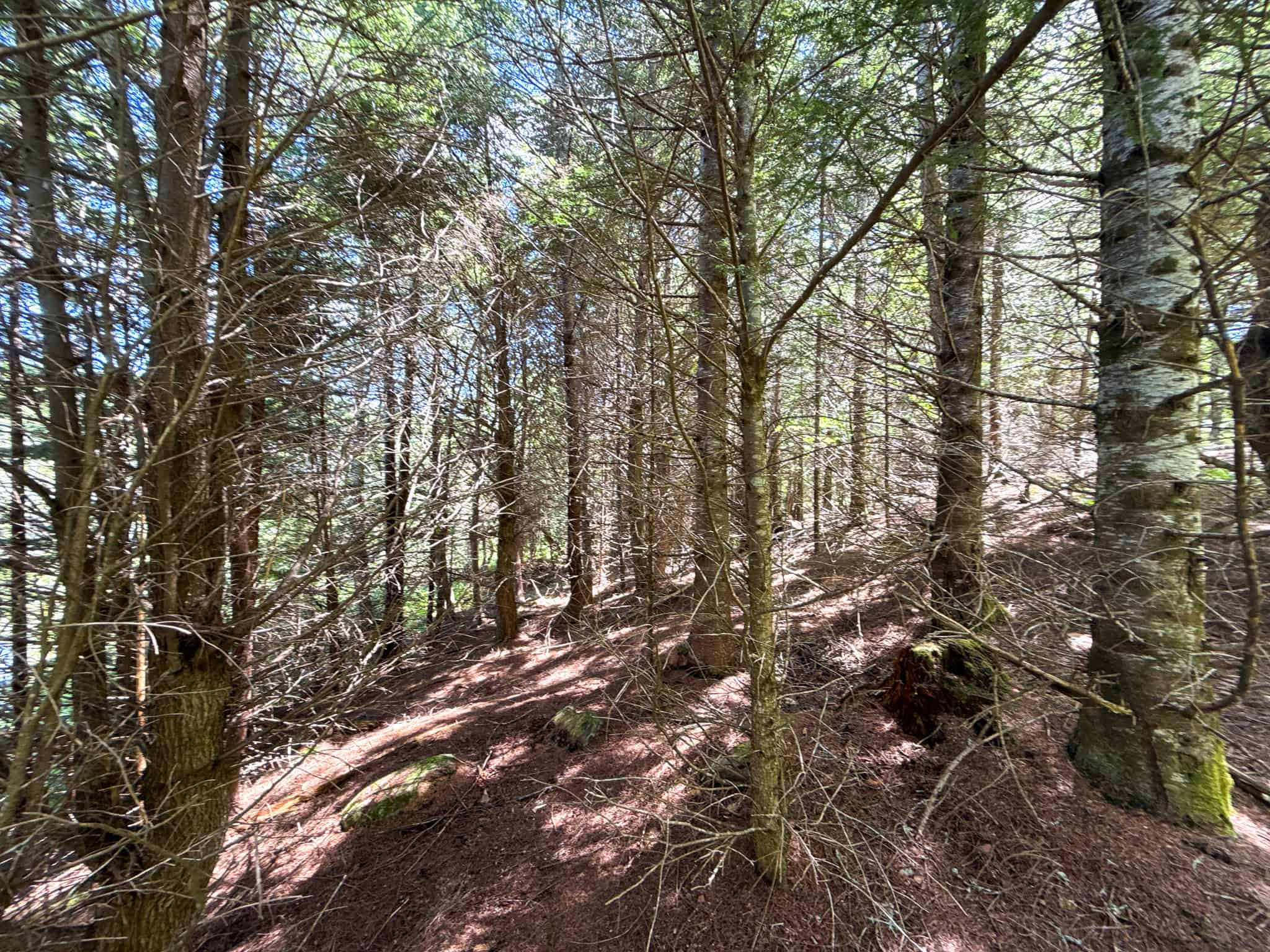 Large Acreage Maine Land for Sale Near West Grand Lake Chain