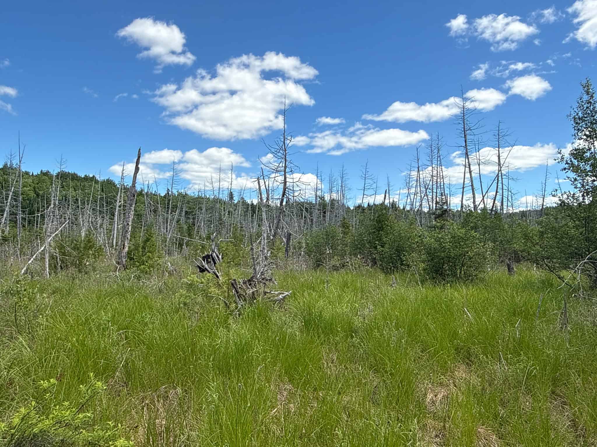 Large Acreage Maine Land for Sale Near West Grand Lake Chain