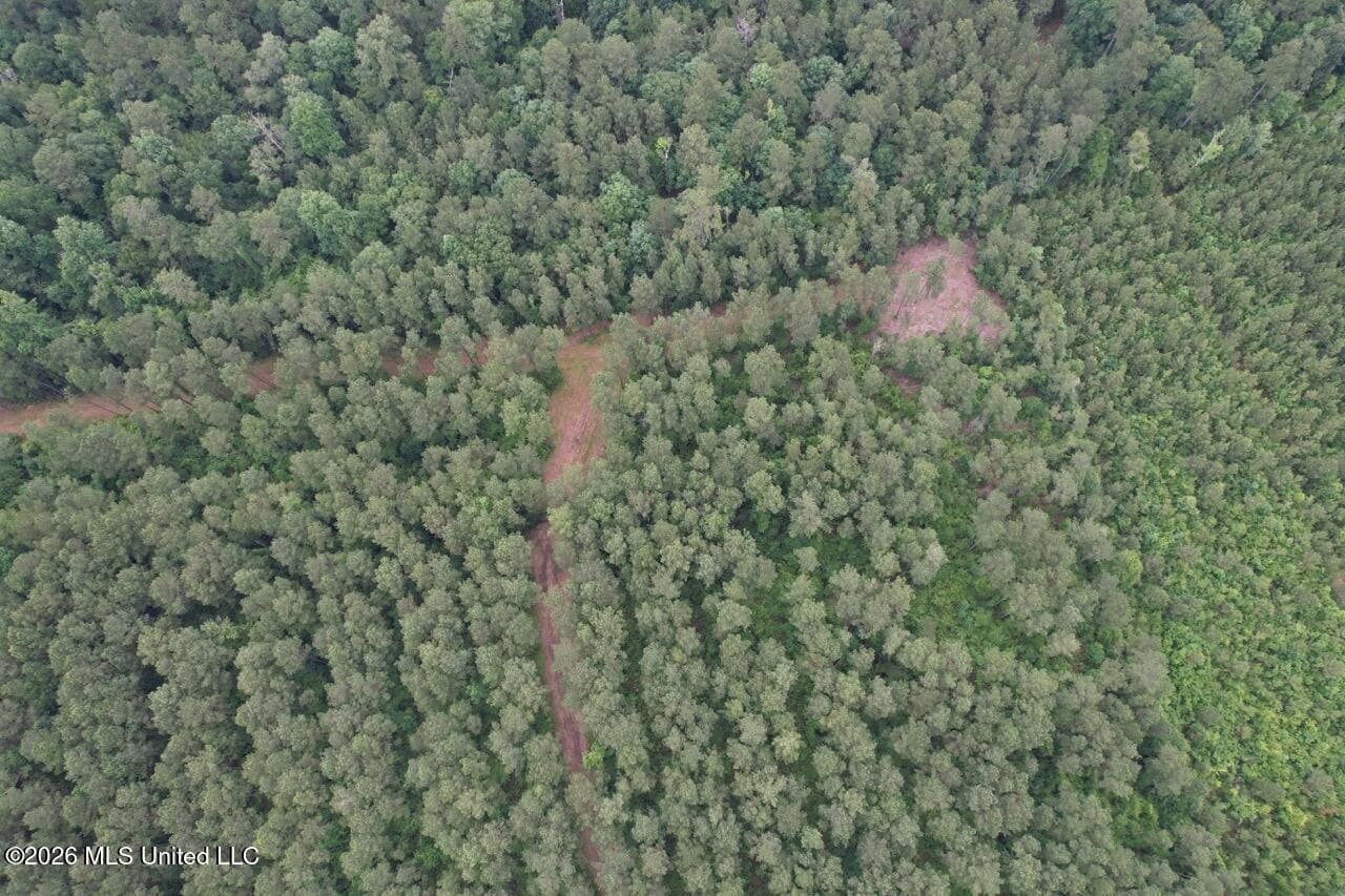 120± Acres for Sale in Osyka, MS on Tickfaw River