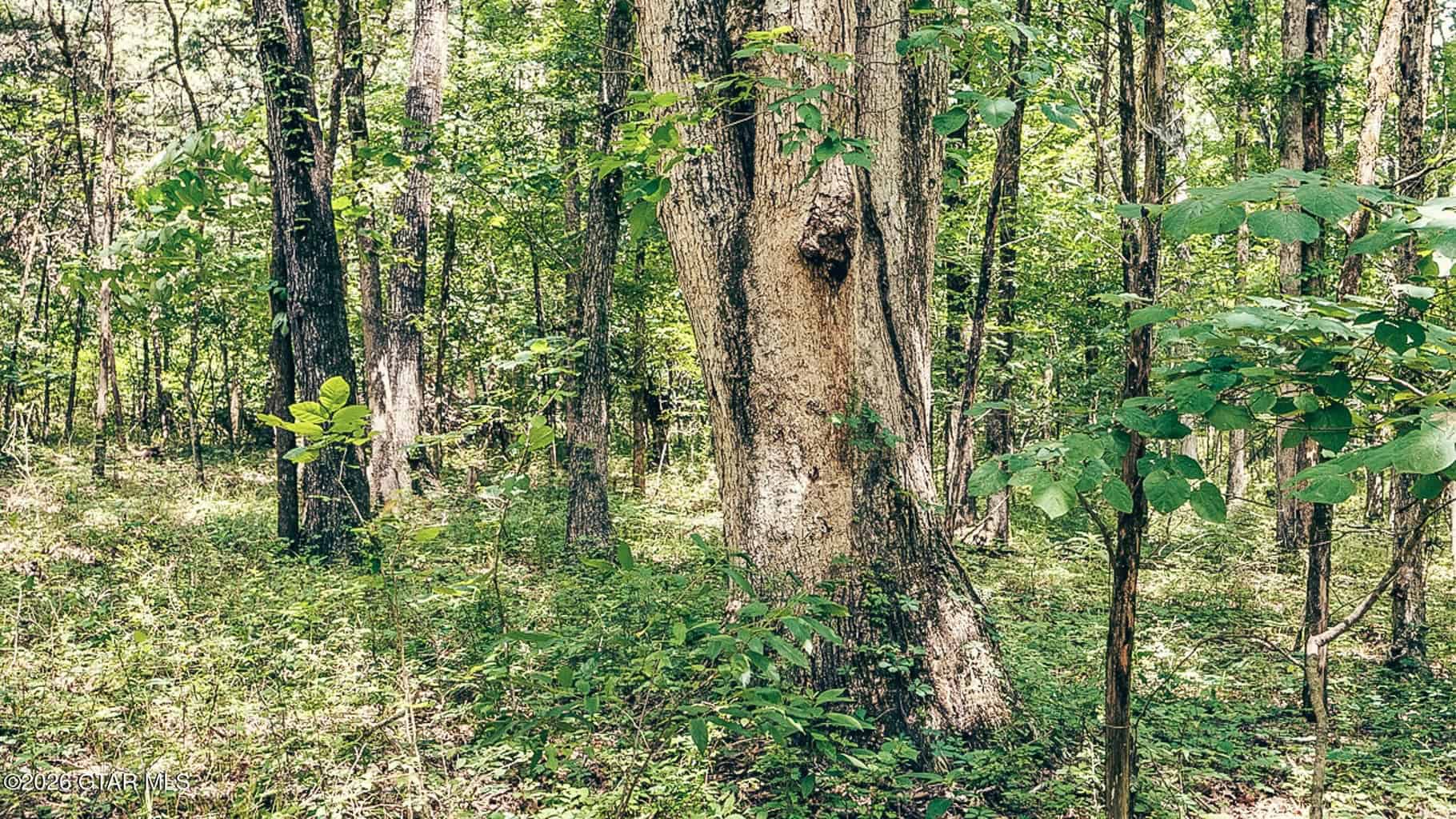 527 Acres Black Belt Prairie Clay County MS