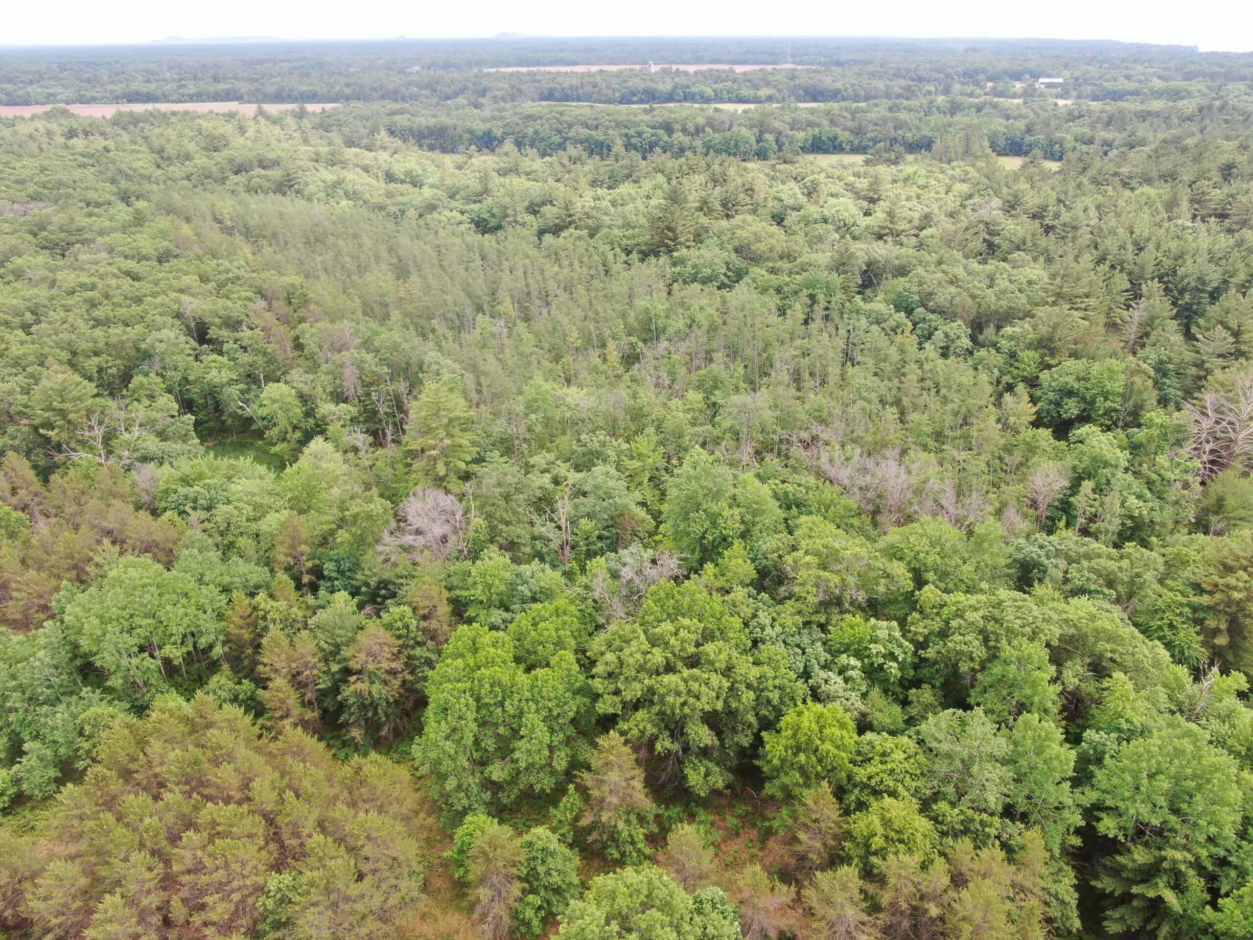 Forty acres in Adams County located in the Town of Strongs Prairie