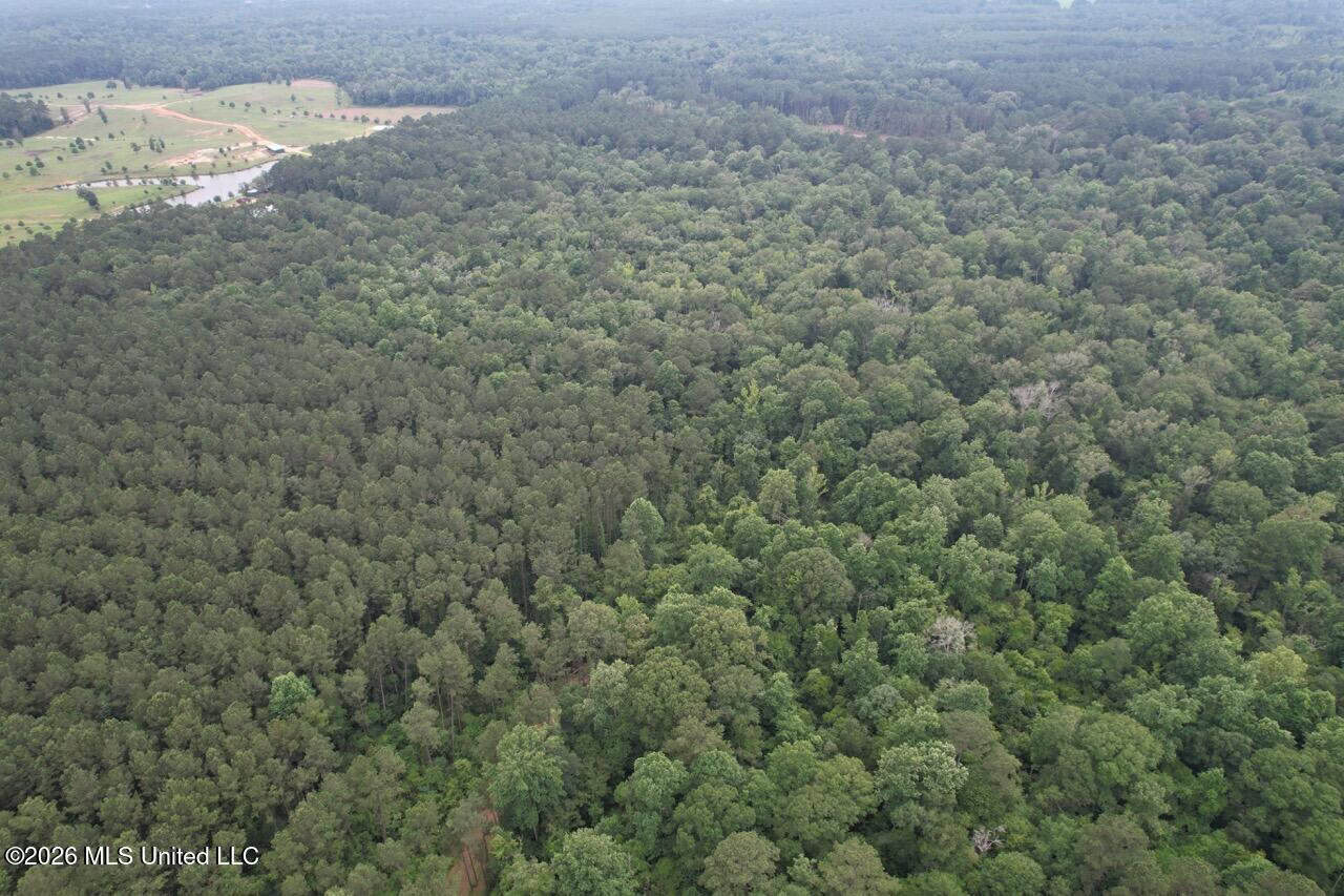 120± Acres for Sale in Osyka, MS on Tickfaw River